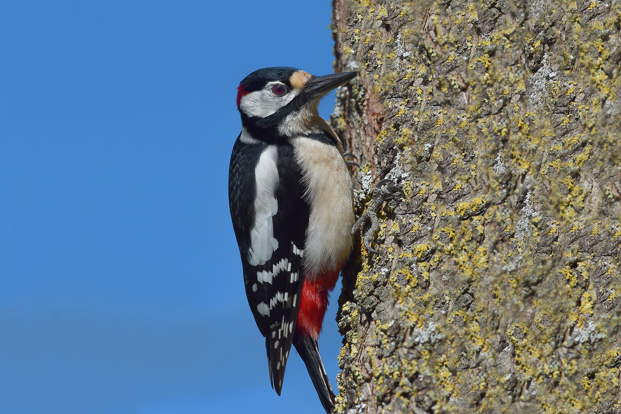 Storie di piume  10  ( Picchio rosso maggiore )