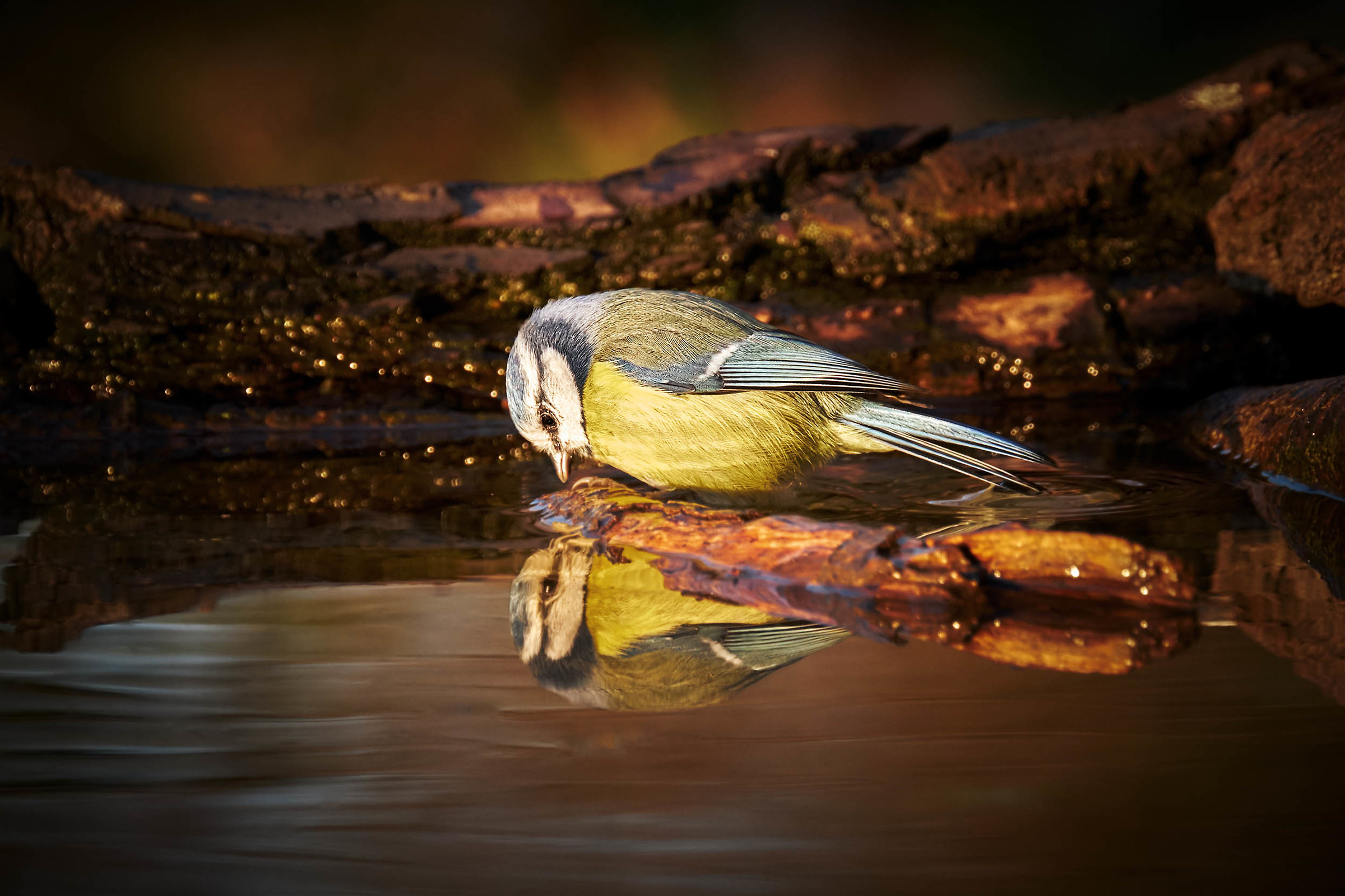 Specchio, specchio delle mie brame...