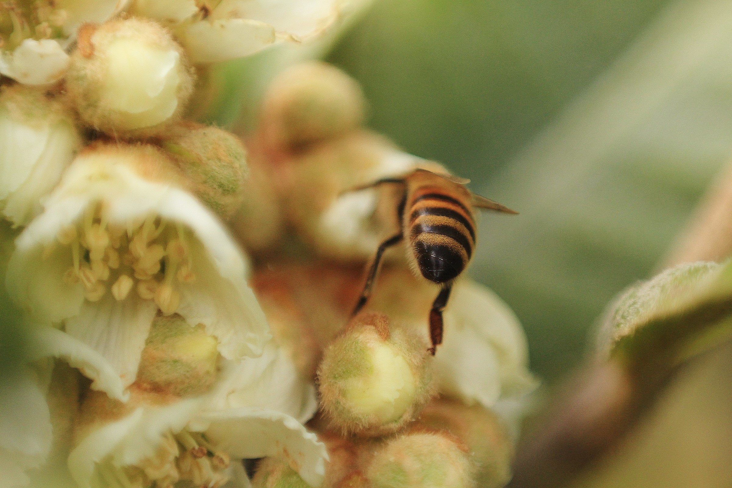 Continue provviste (scatto con obiettivo capovolto)