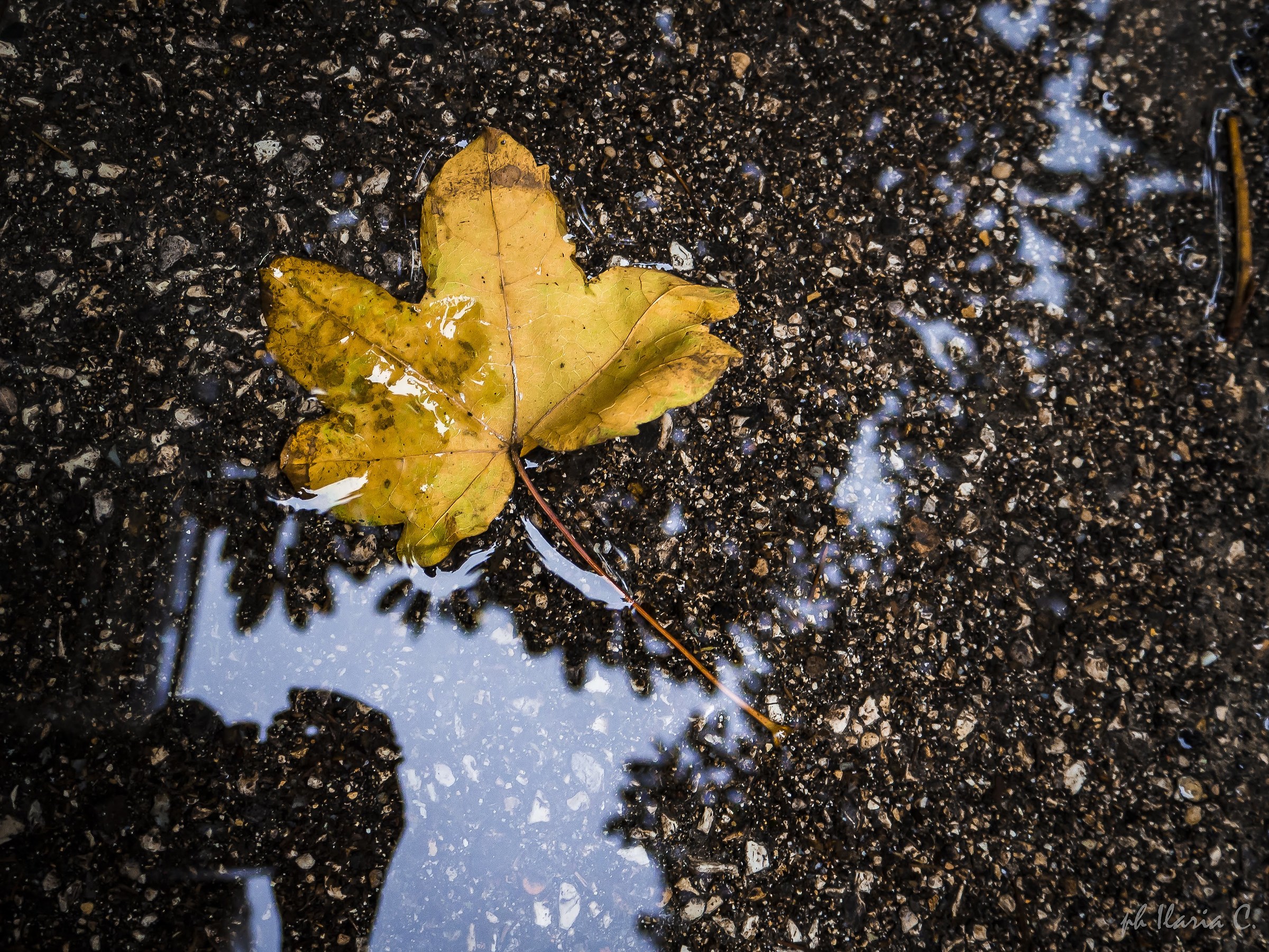 Riflessi d'autunno