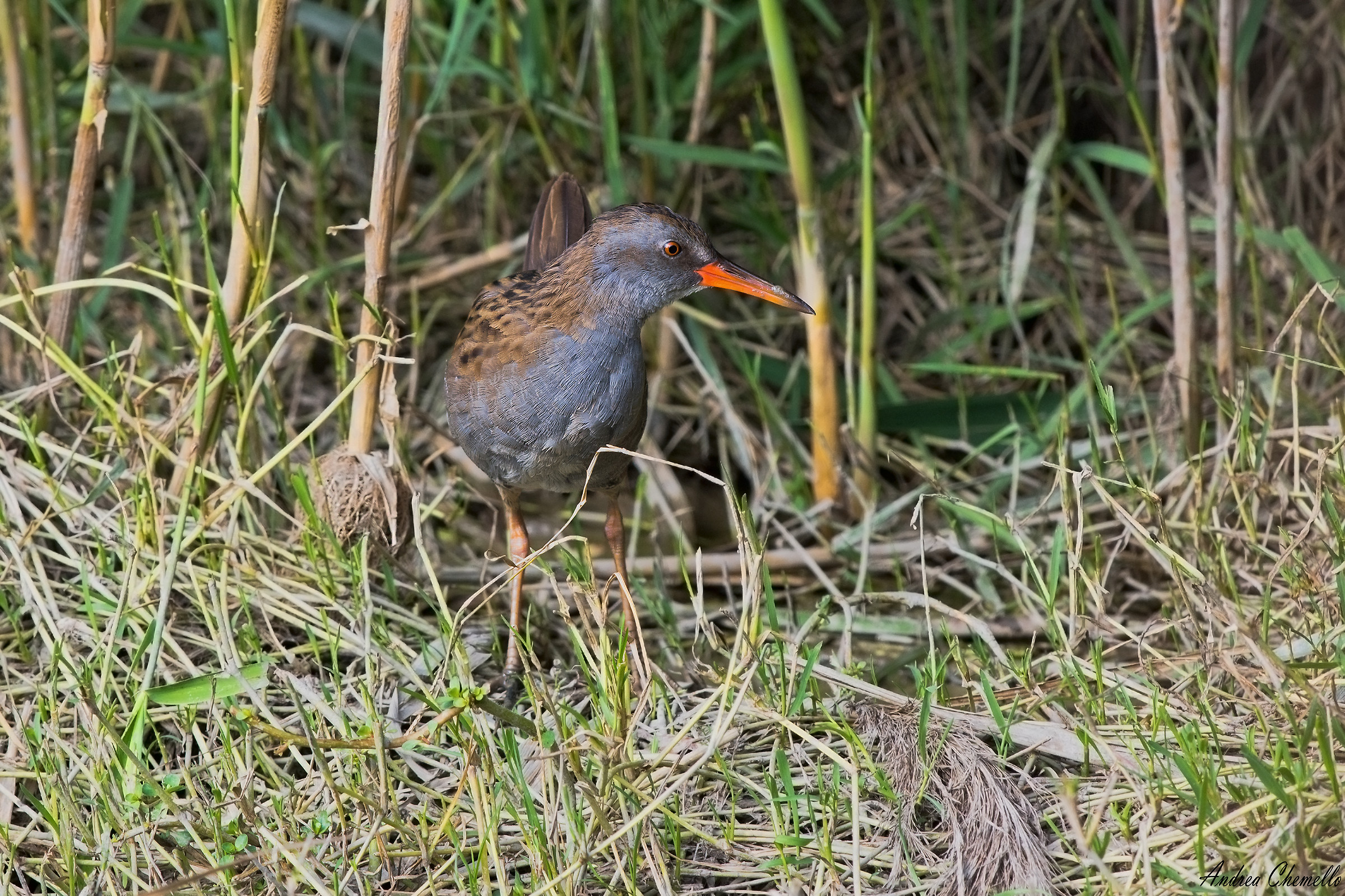 Porciglione (Rallus aquaticus)