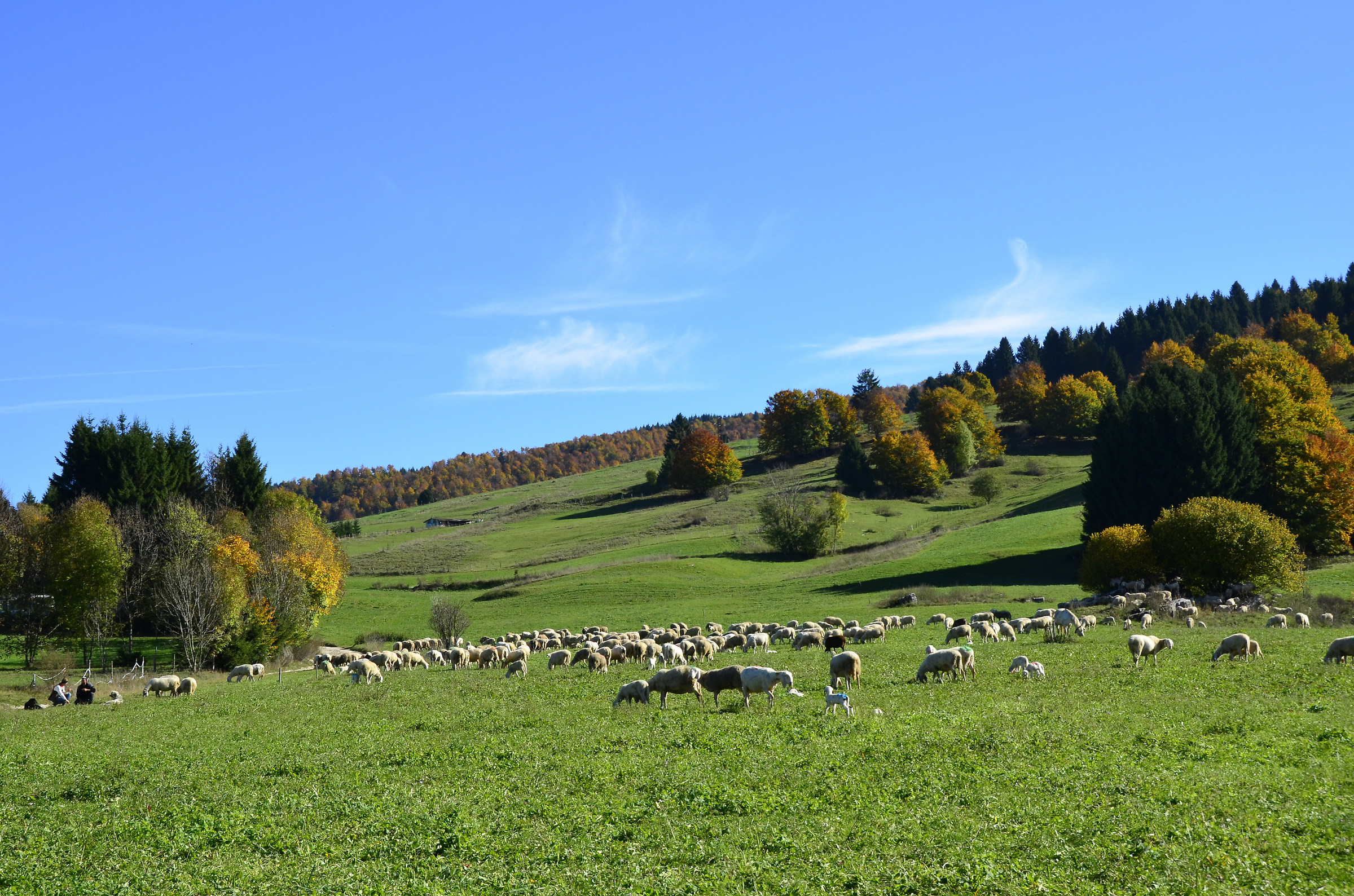 comincia la transumanza