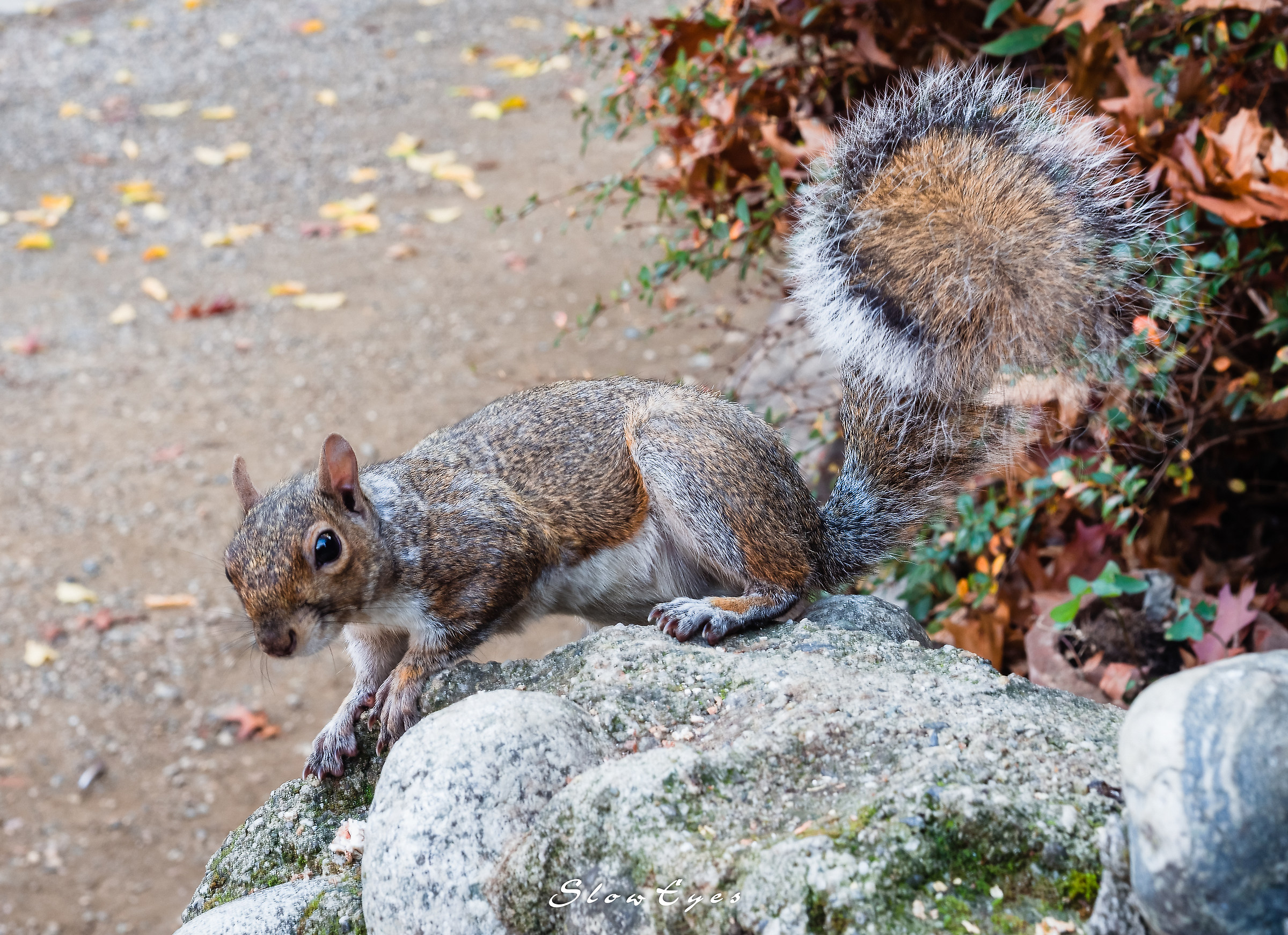 residente del parco del Valentino