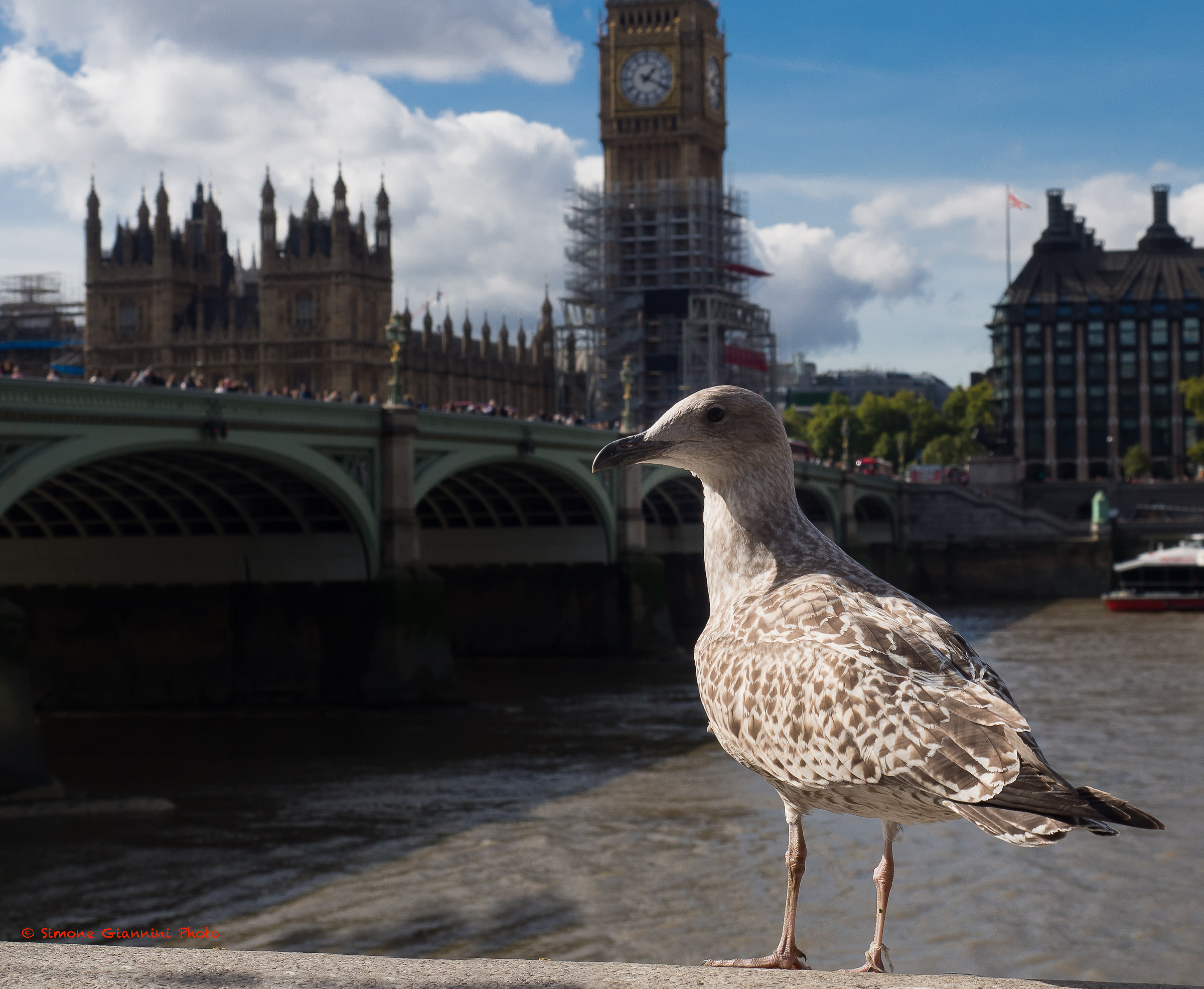 Turista pennuto a Londra