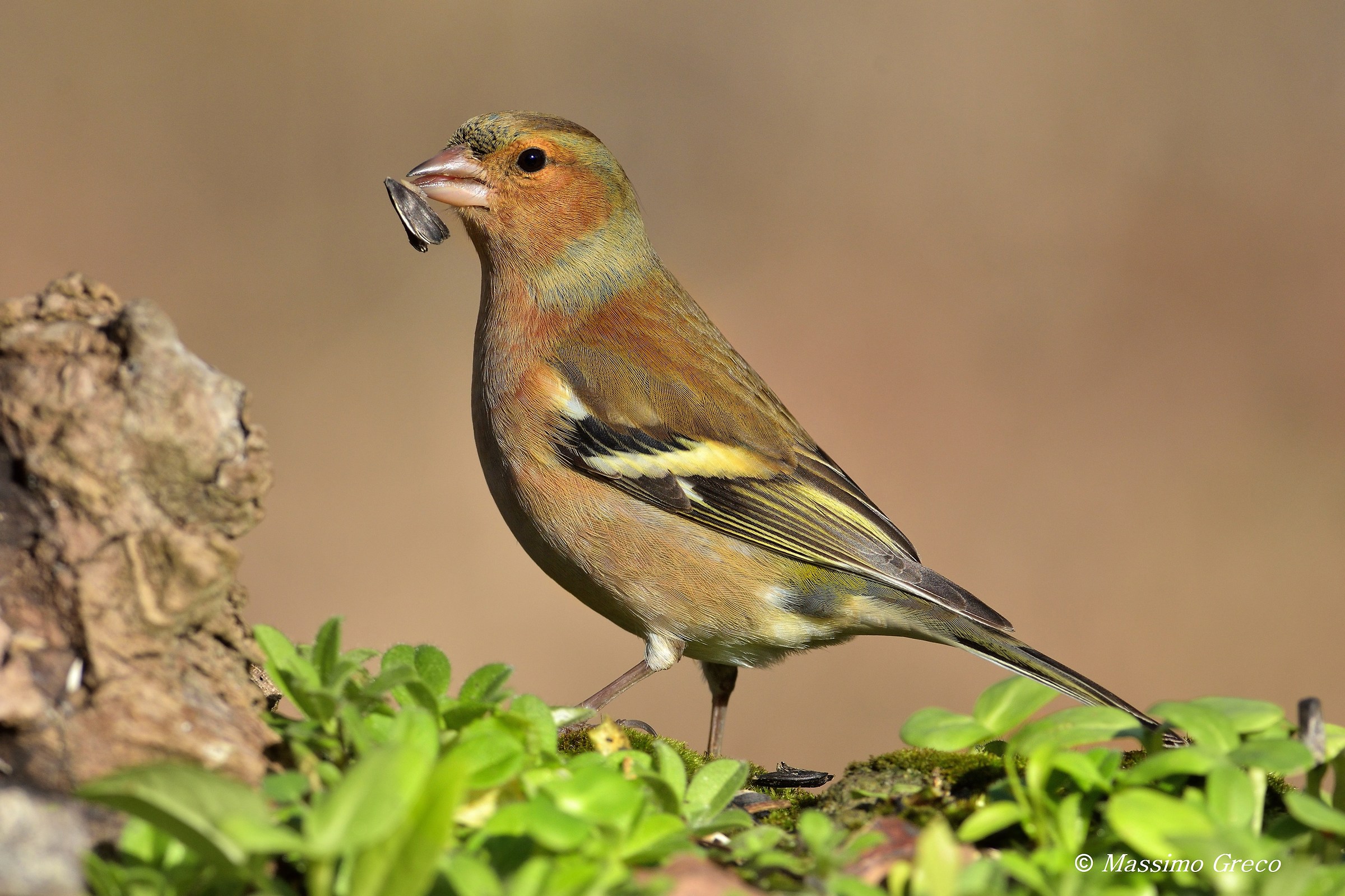 Fringuello (Fringilla coelebs)