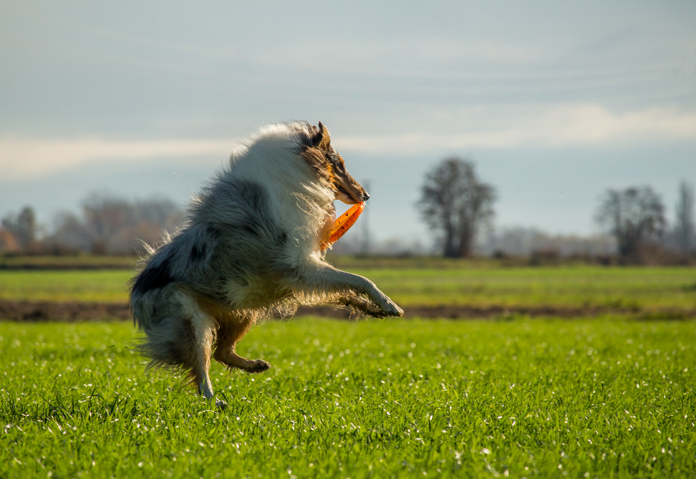 A Caccia Di Dischi Volanti