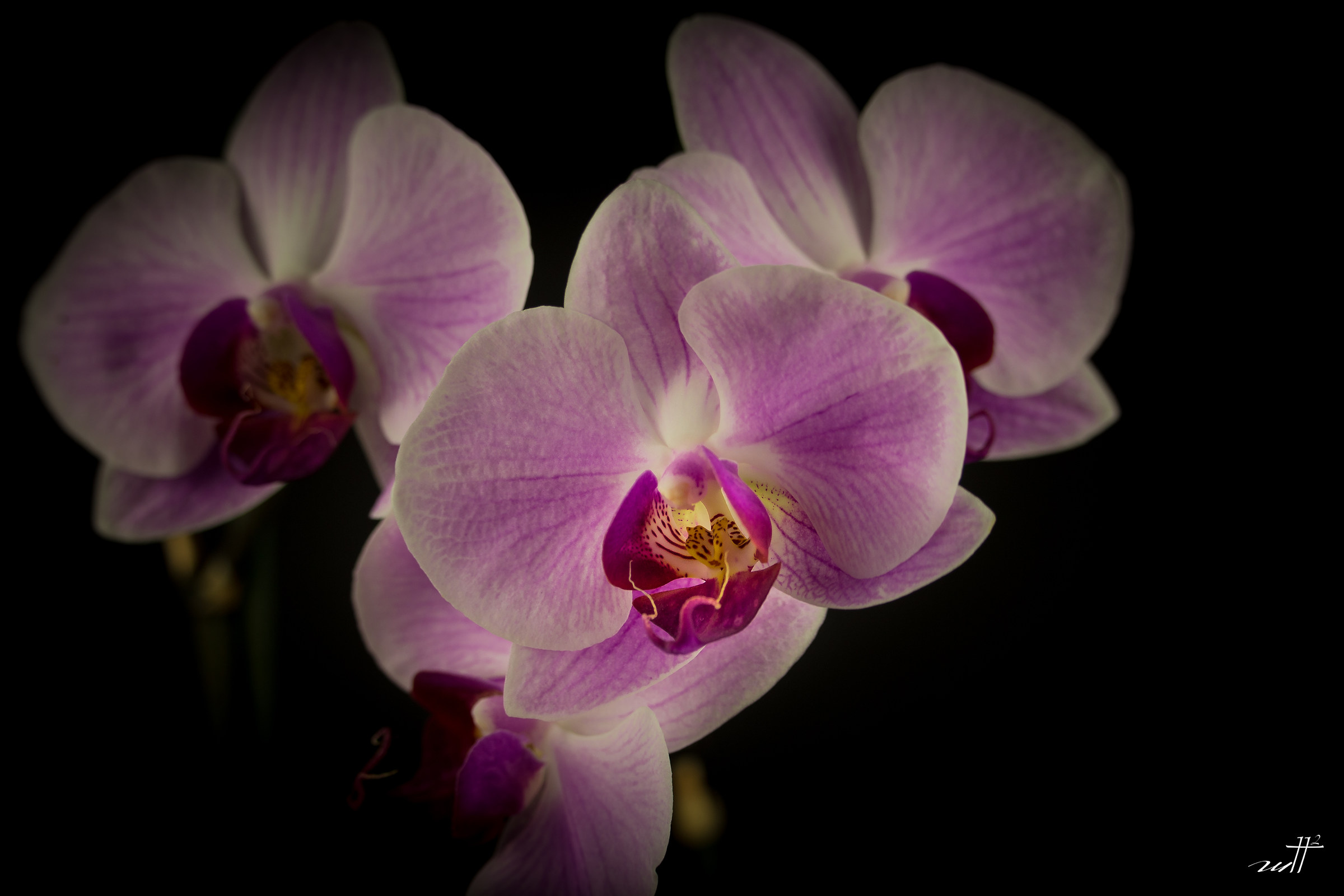 Orchids