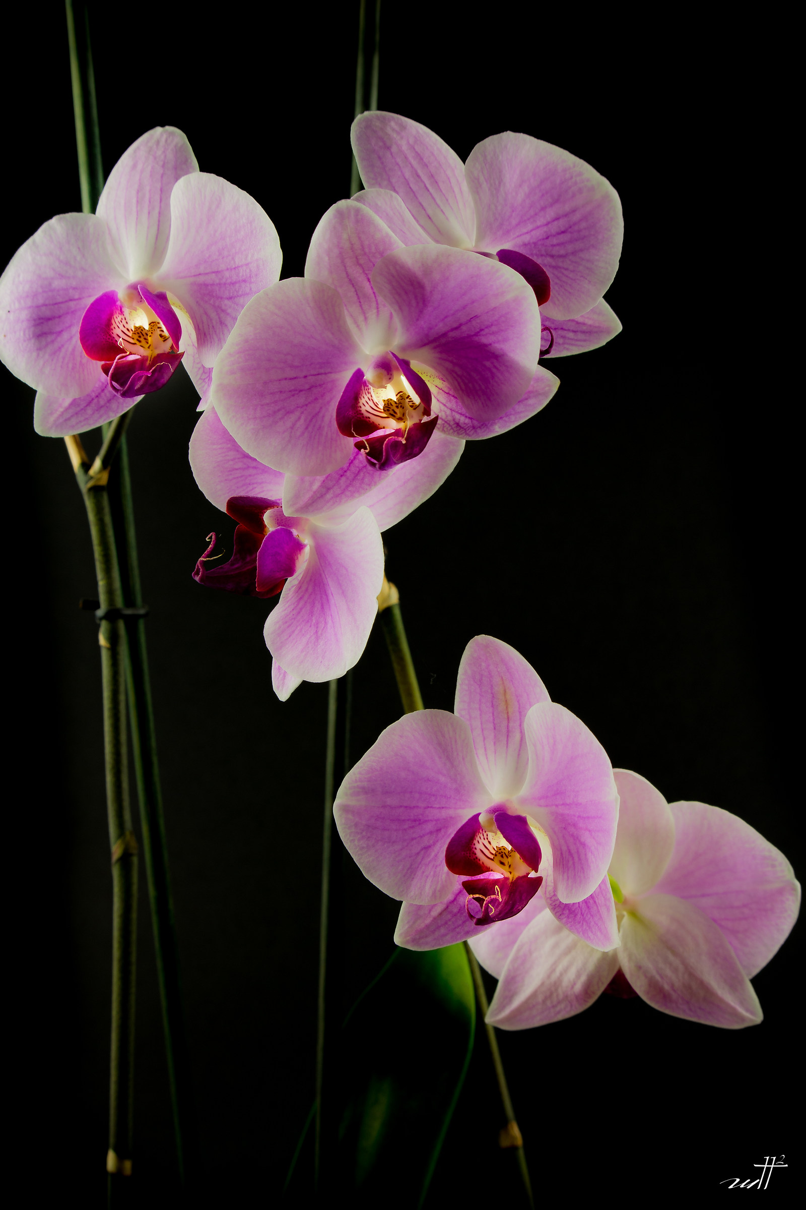 Orchids