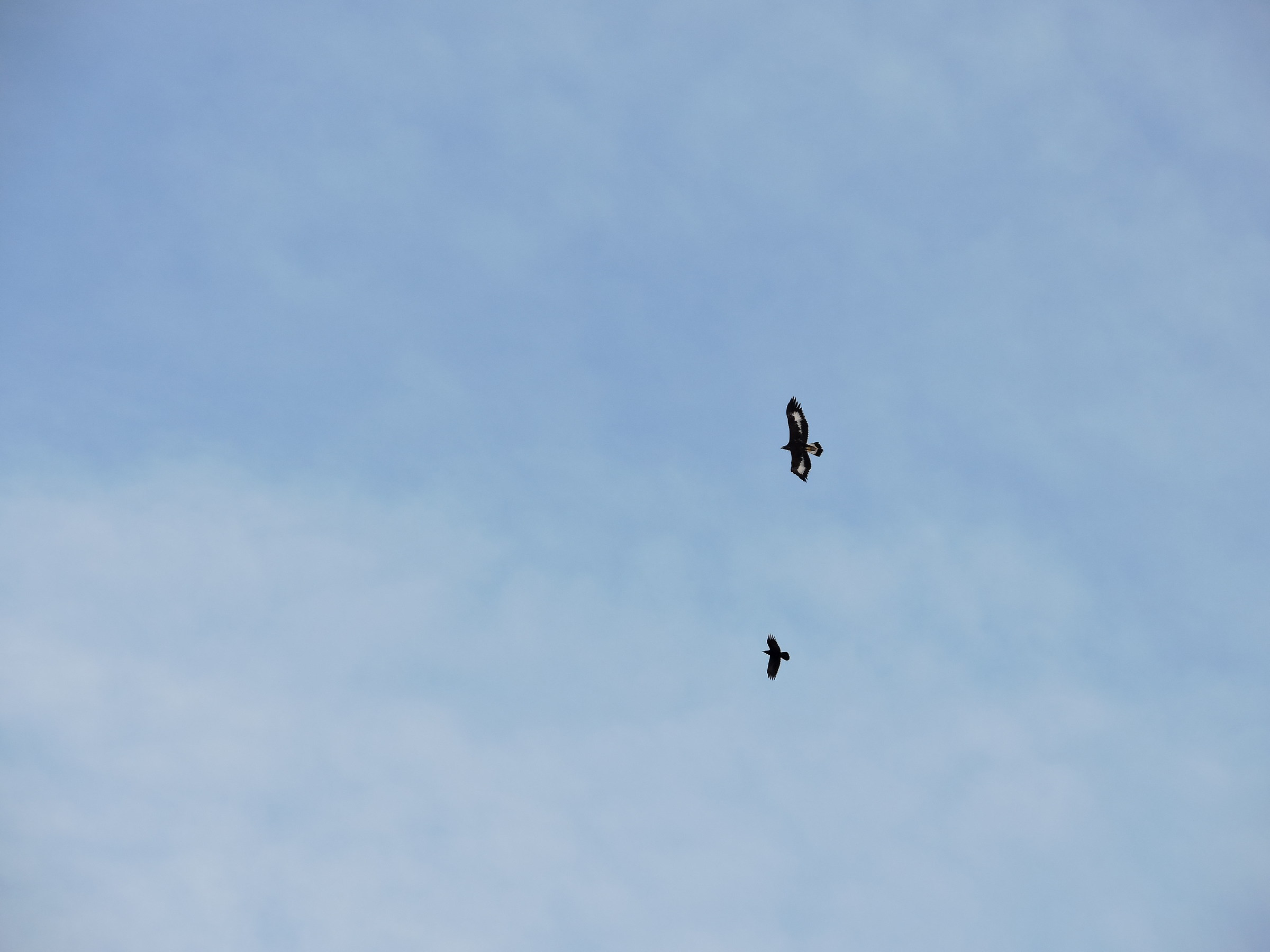 aquila reale in volo