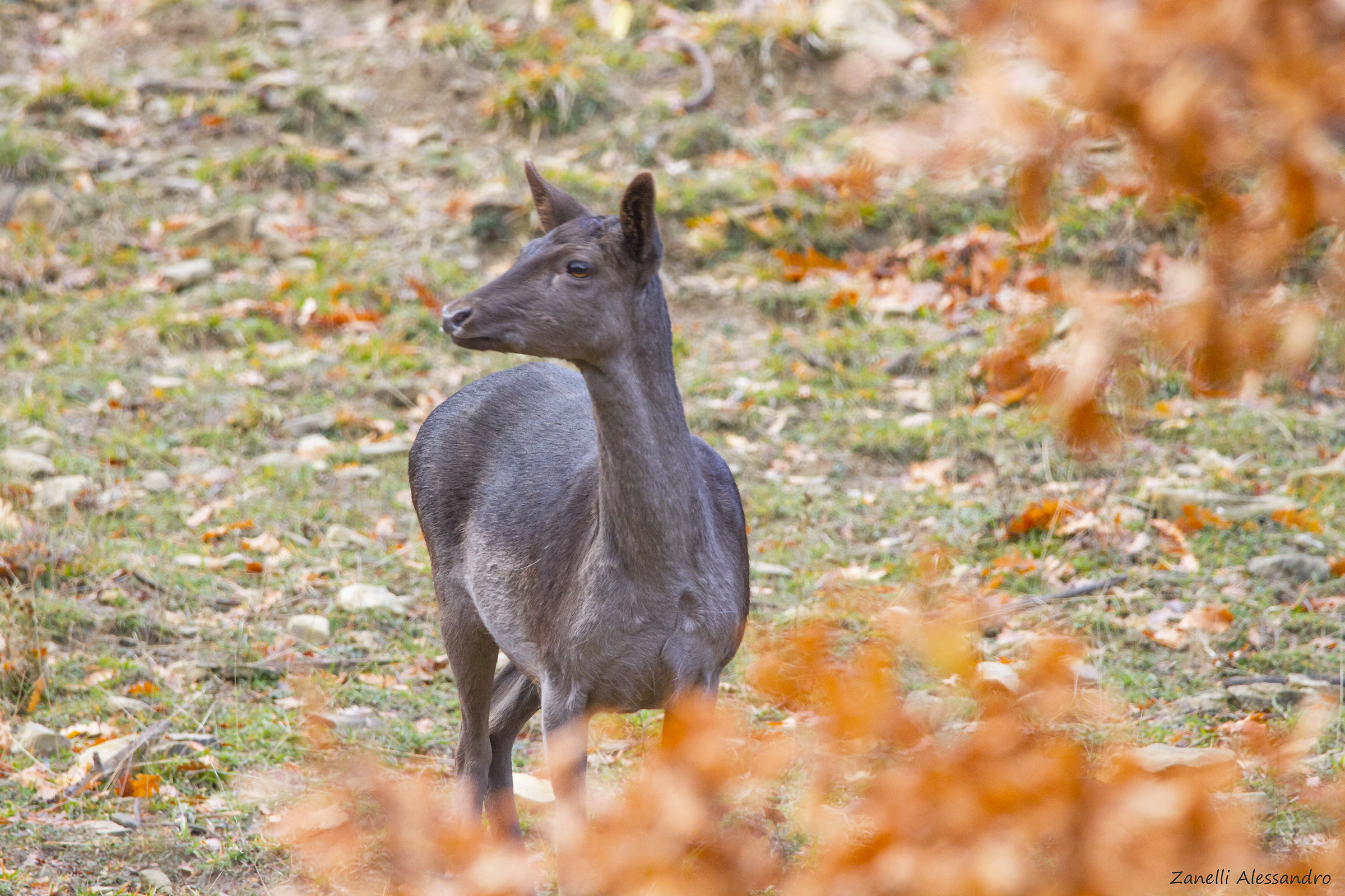Quadretto autunnale per la daina