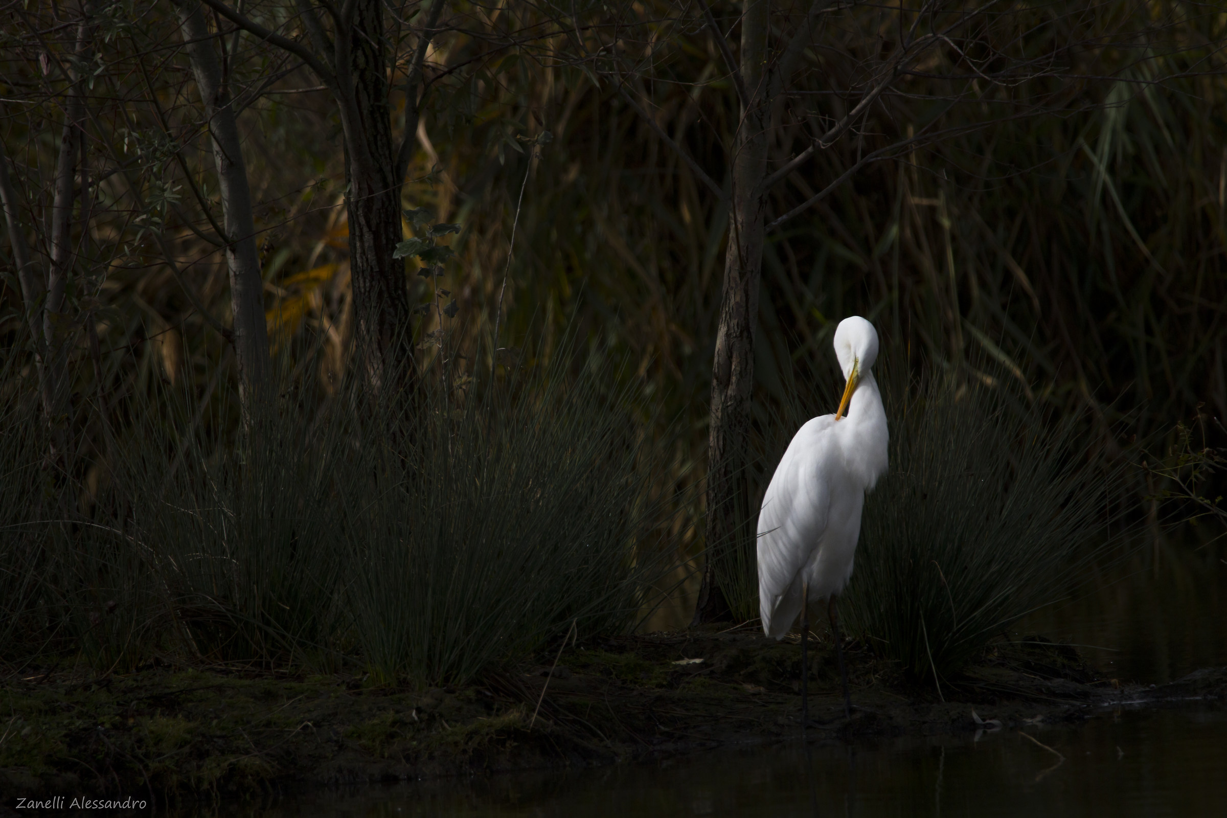 Airone bianco maggiore