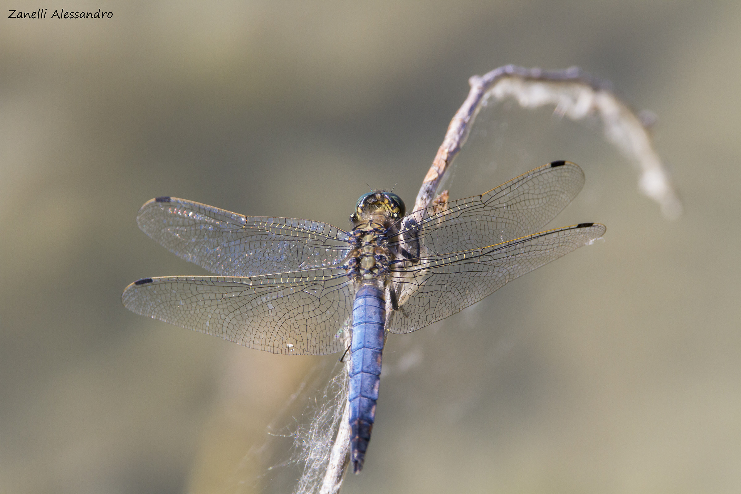 Libellula