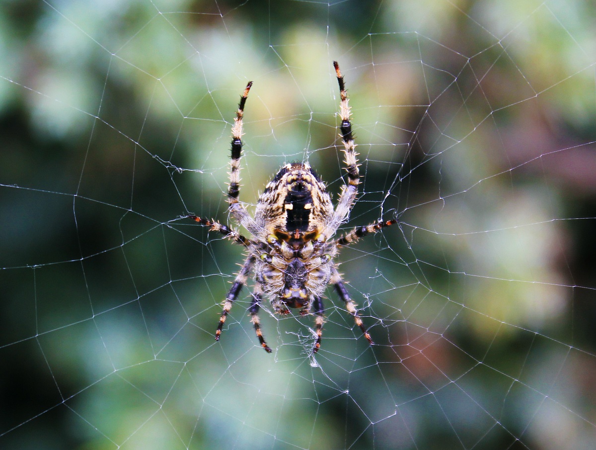 The spider Portaguadagno ....