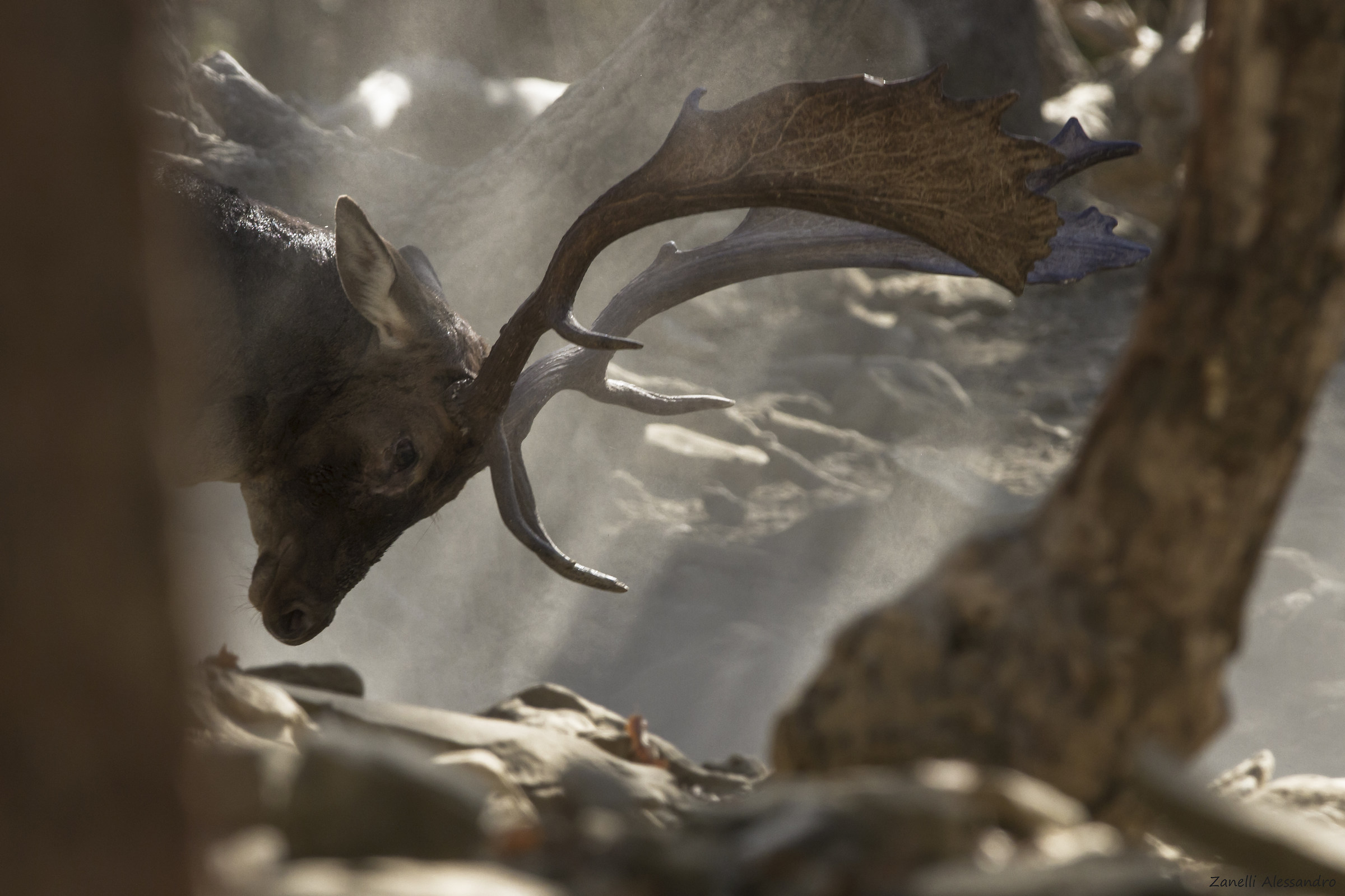 The blessing before the clash