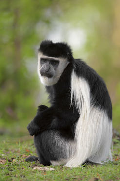 Colobus guereza