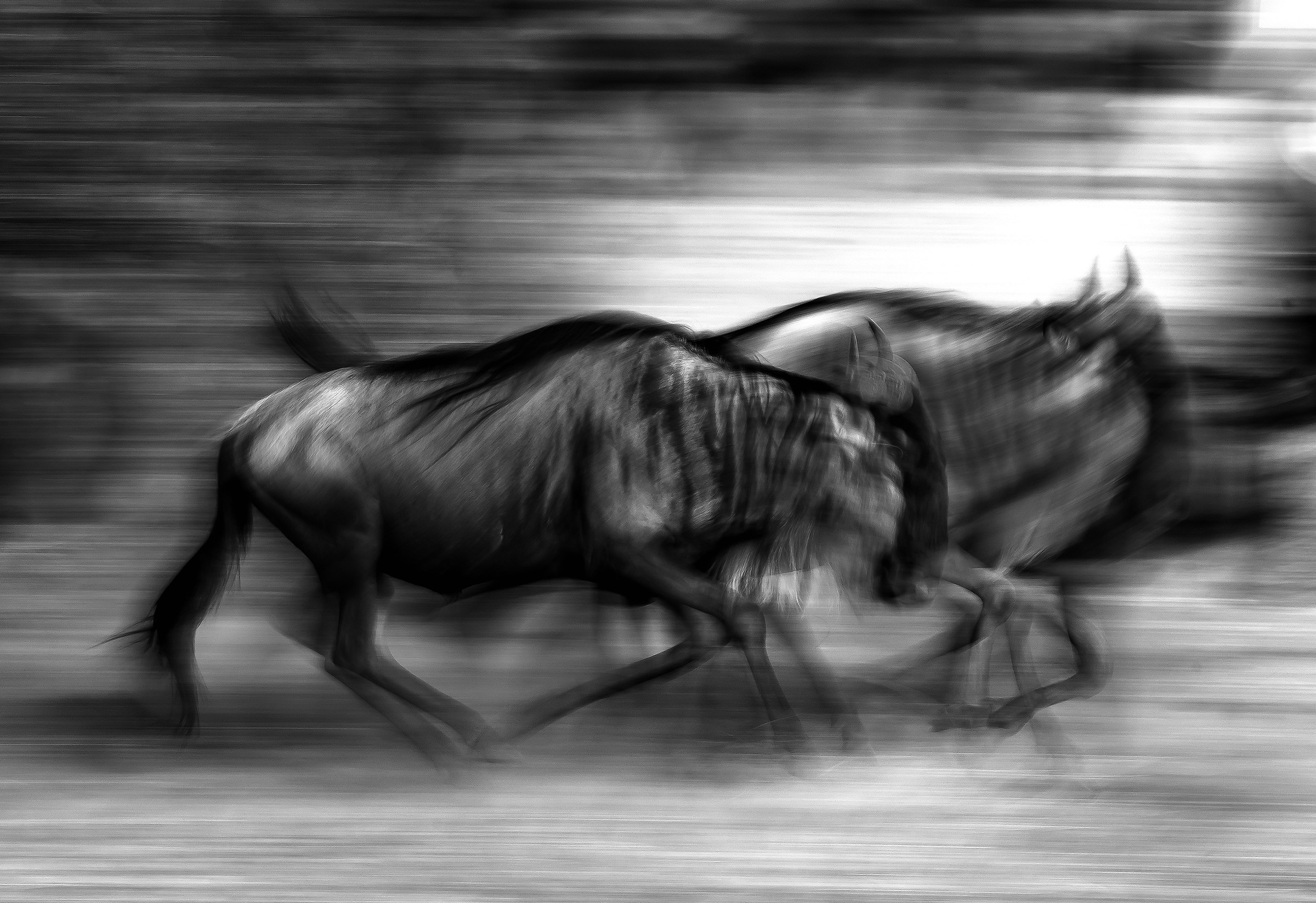 Gnu B&W 2