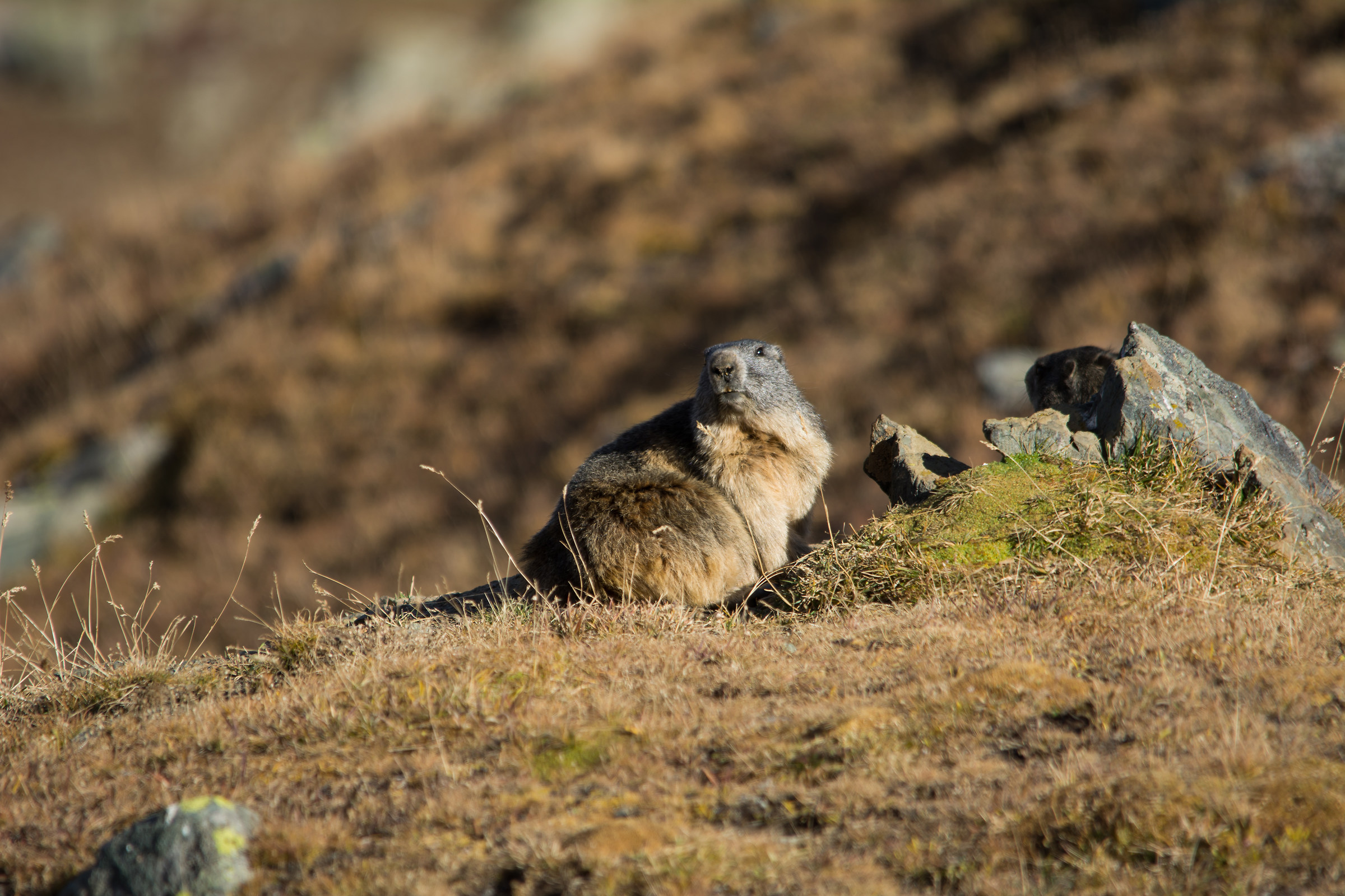 Marmot at 3000 meters