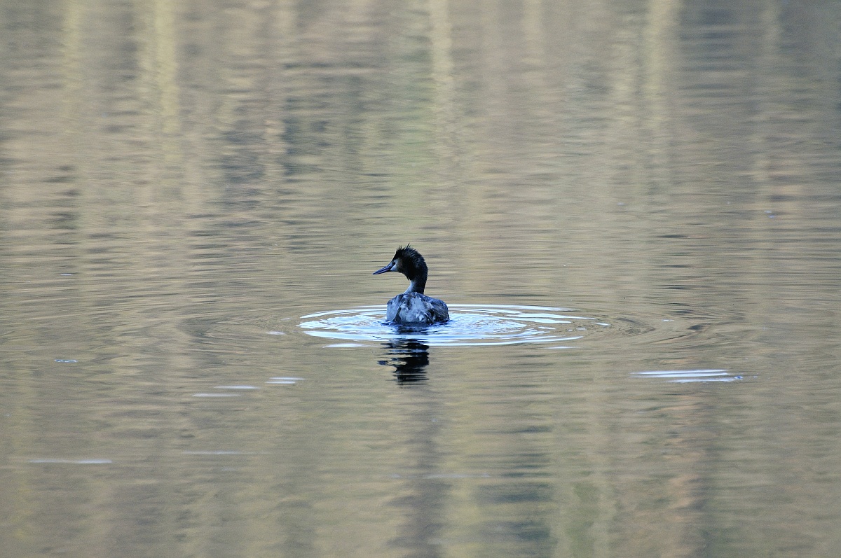 Grebe