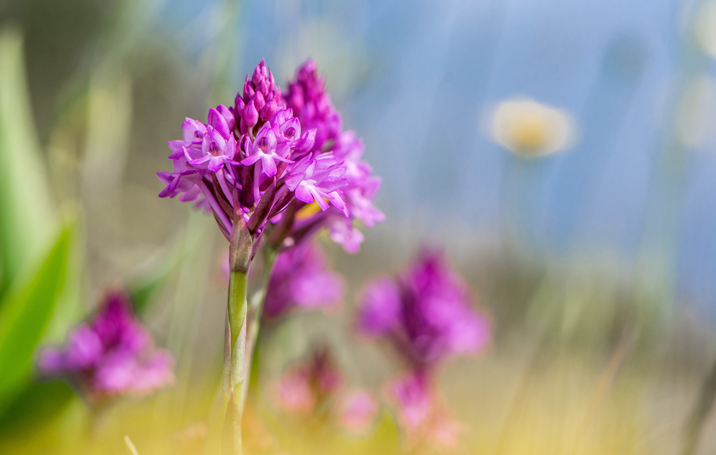 Orchidea selvatica 1