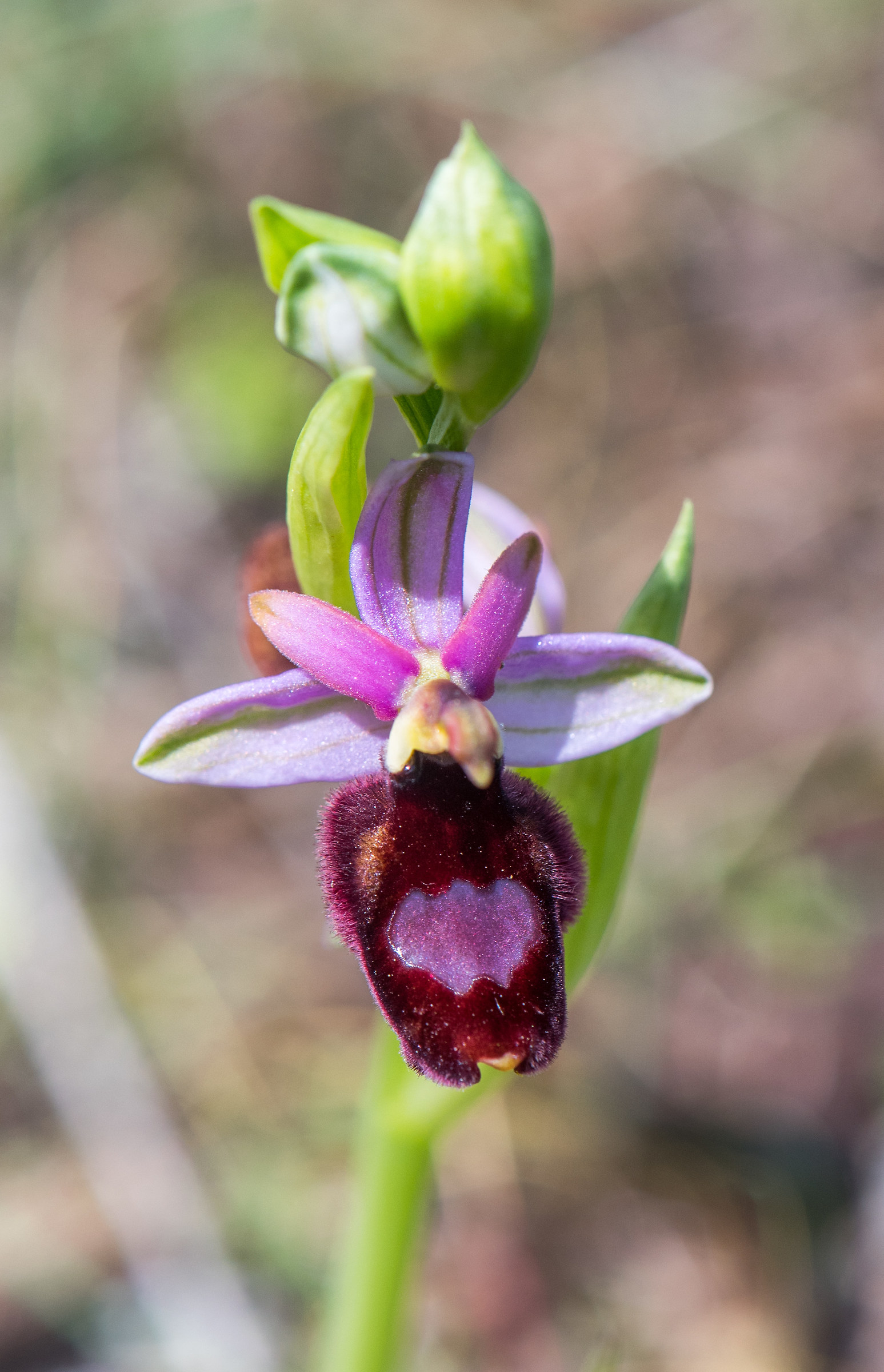 Orchidea selvatica 2
