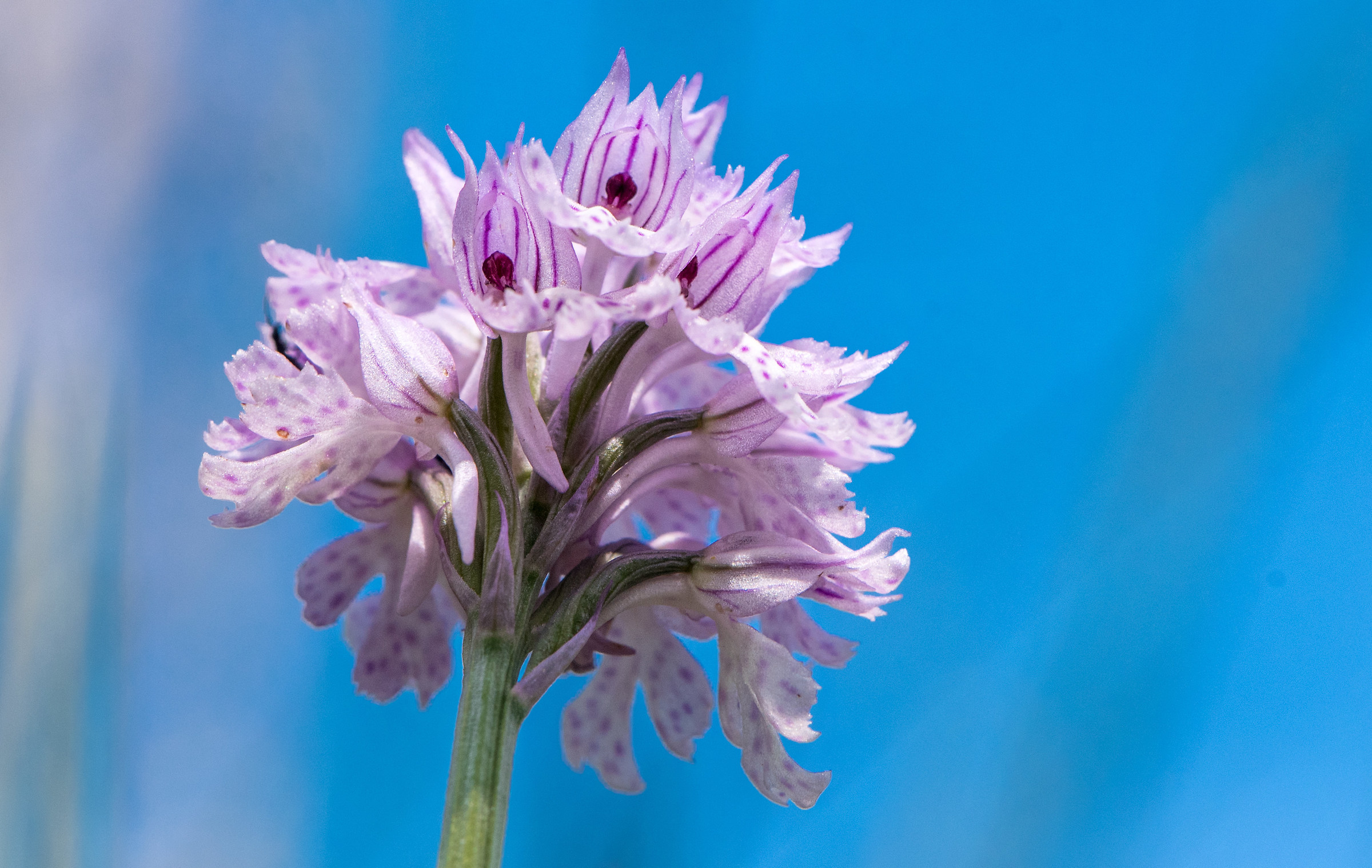 Orchidea selvatica 3