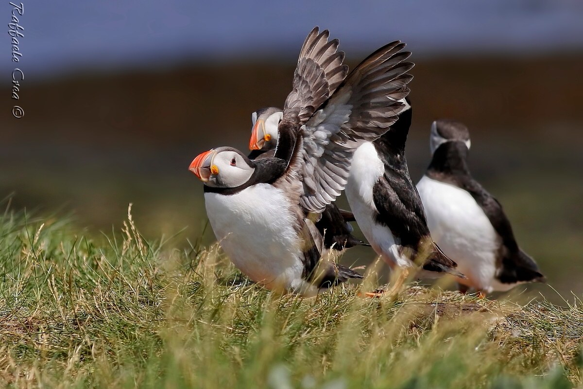 Puffins