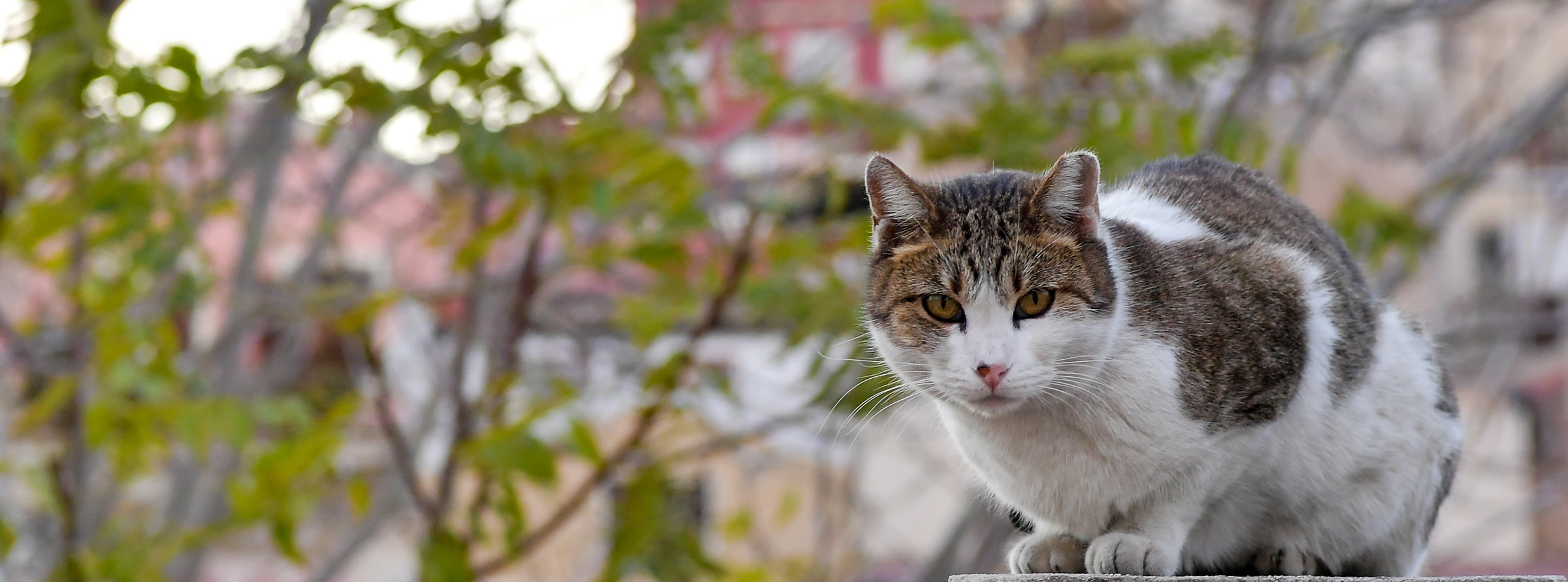 Il felino della Città