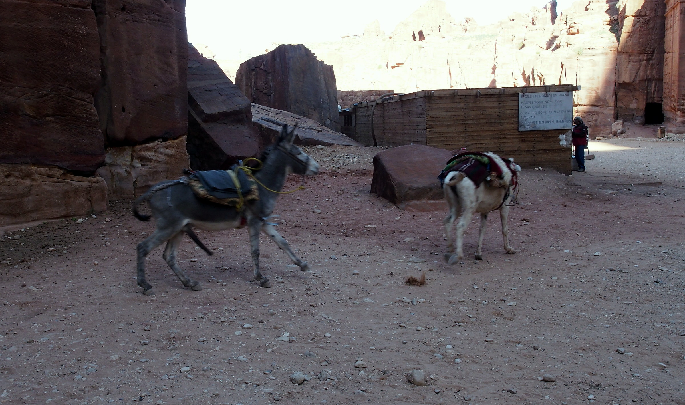 p1190892 - Aspettami asina