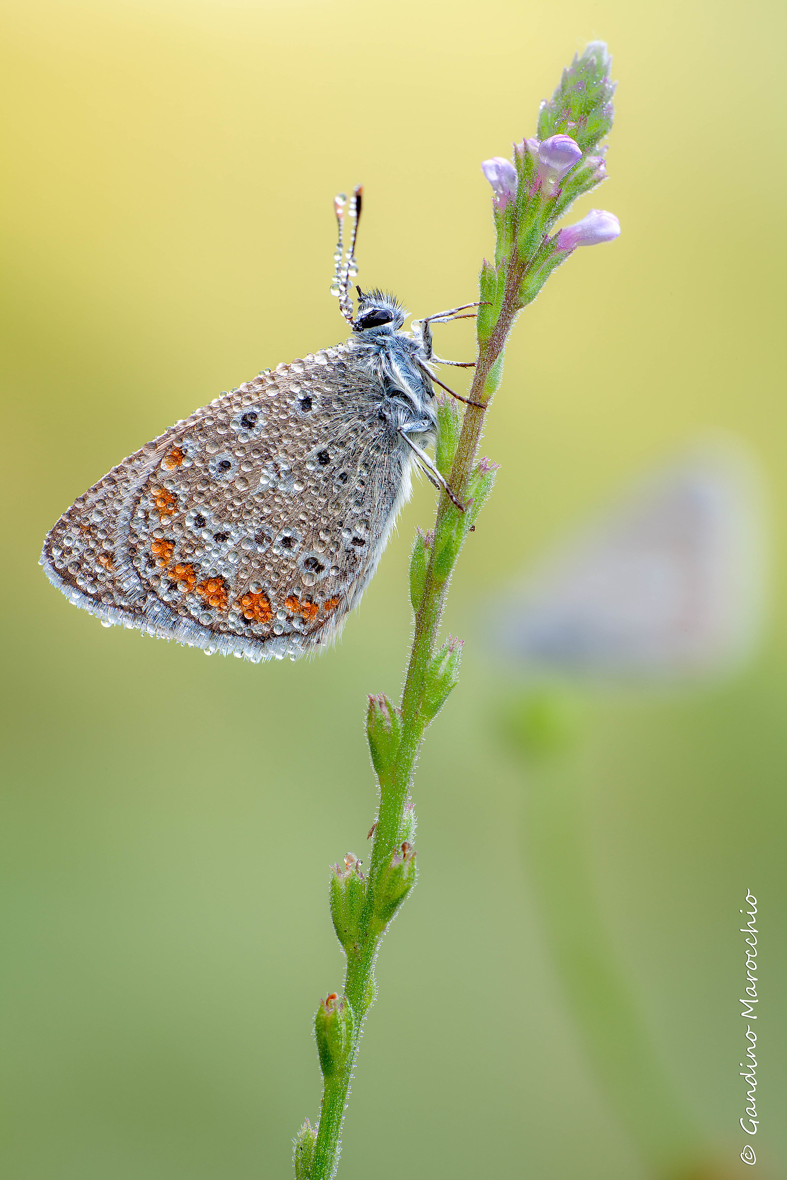 Polymmatus Bellargus