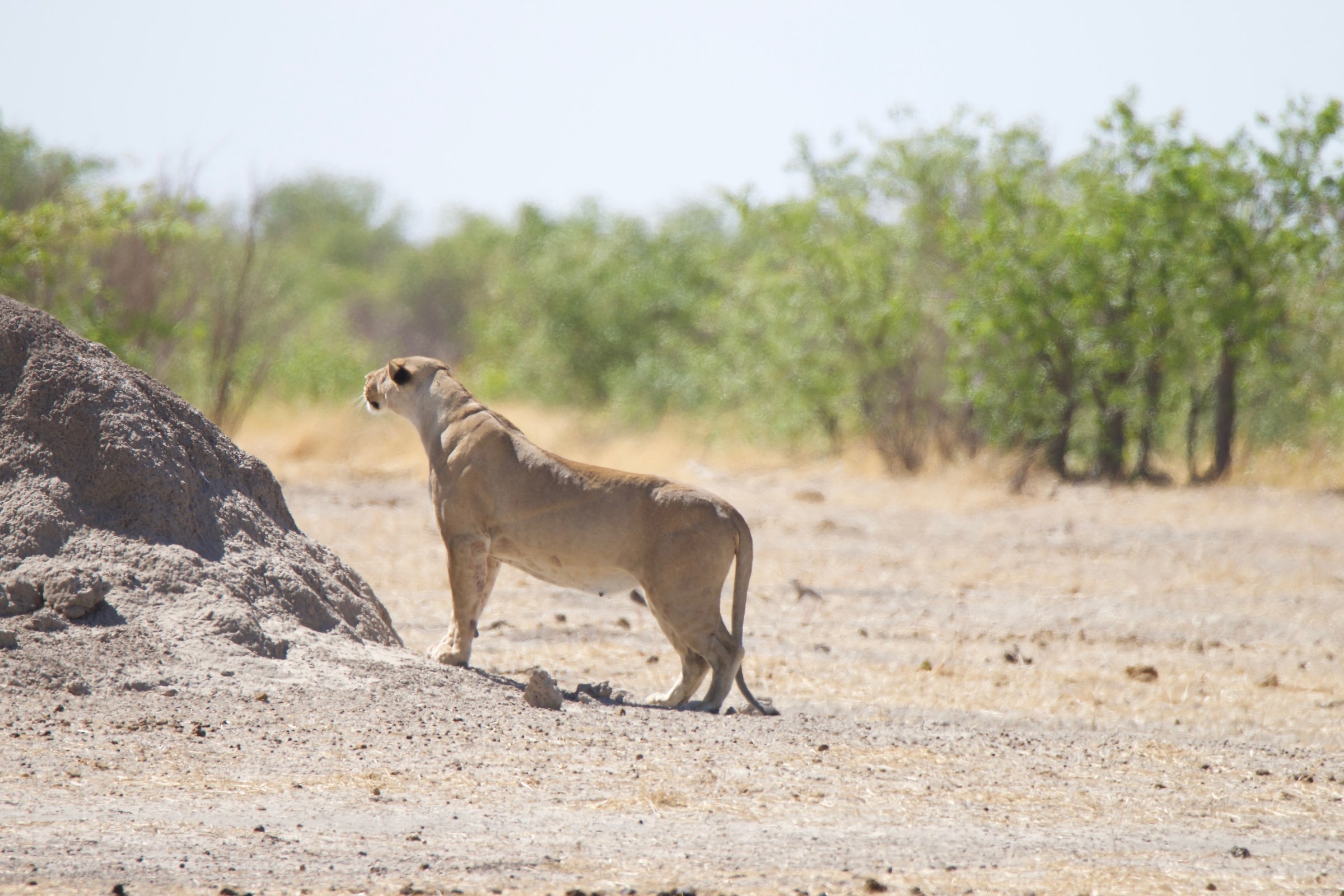 lioness in hunting