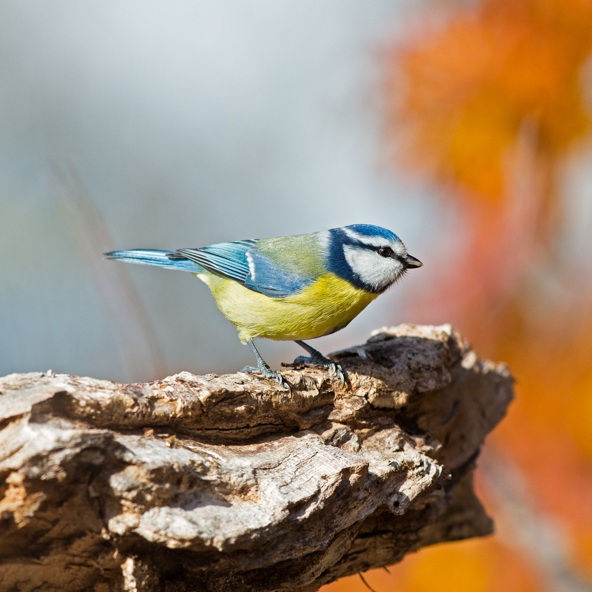 Cinciarella - Cyanistes caeruleus