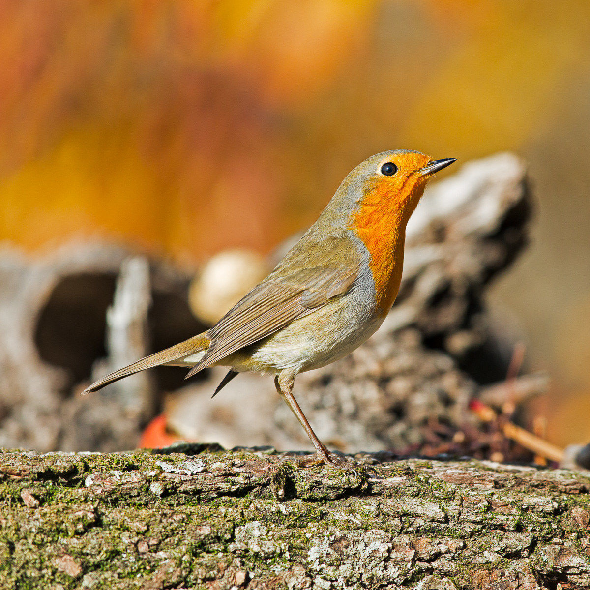 Robin - Erithacus rubecola