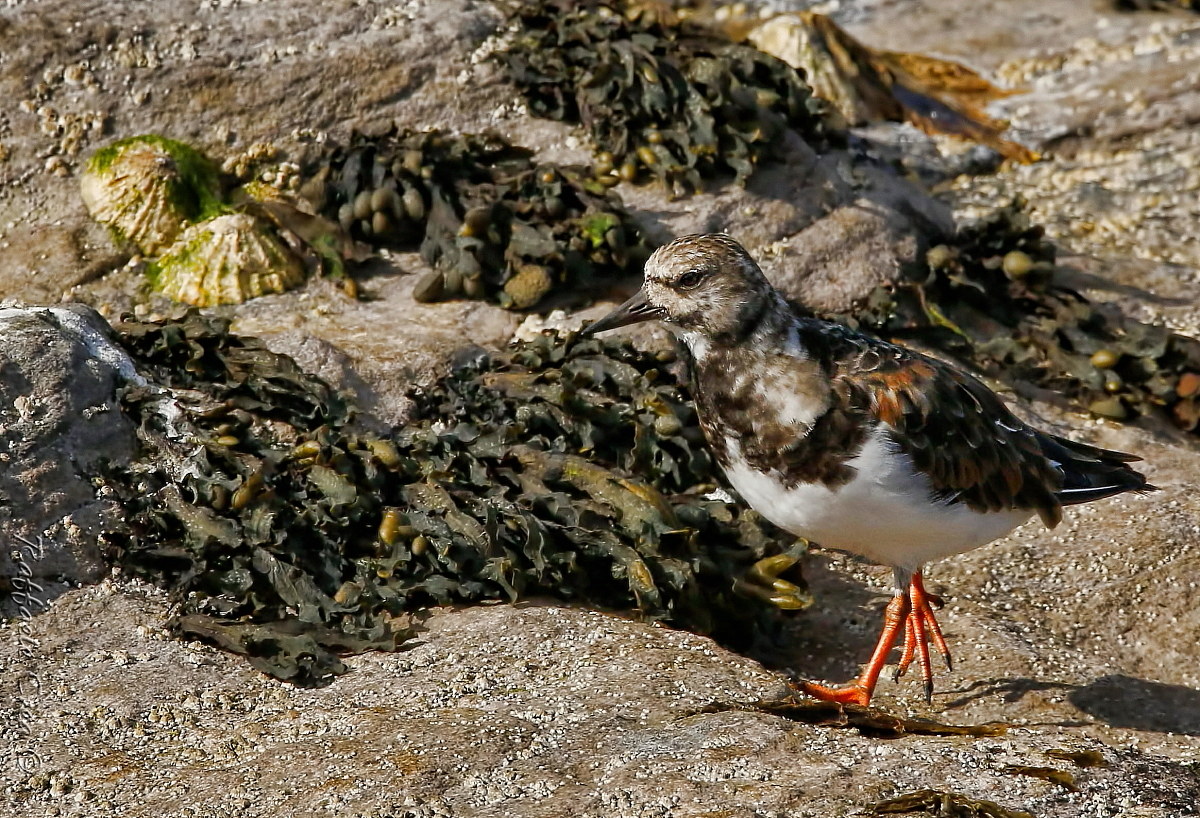 Turnstone