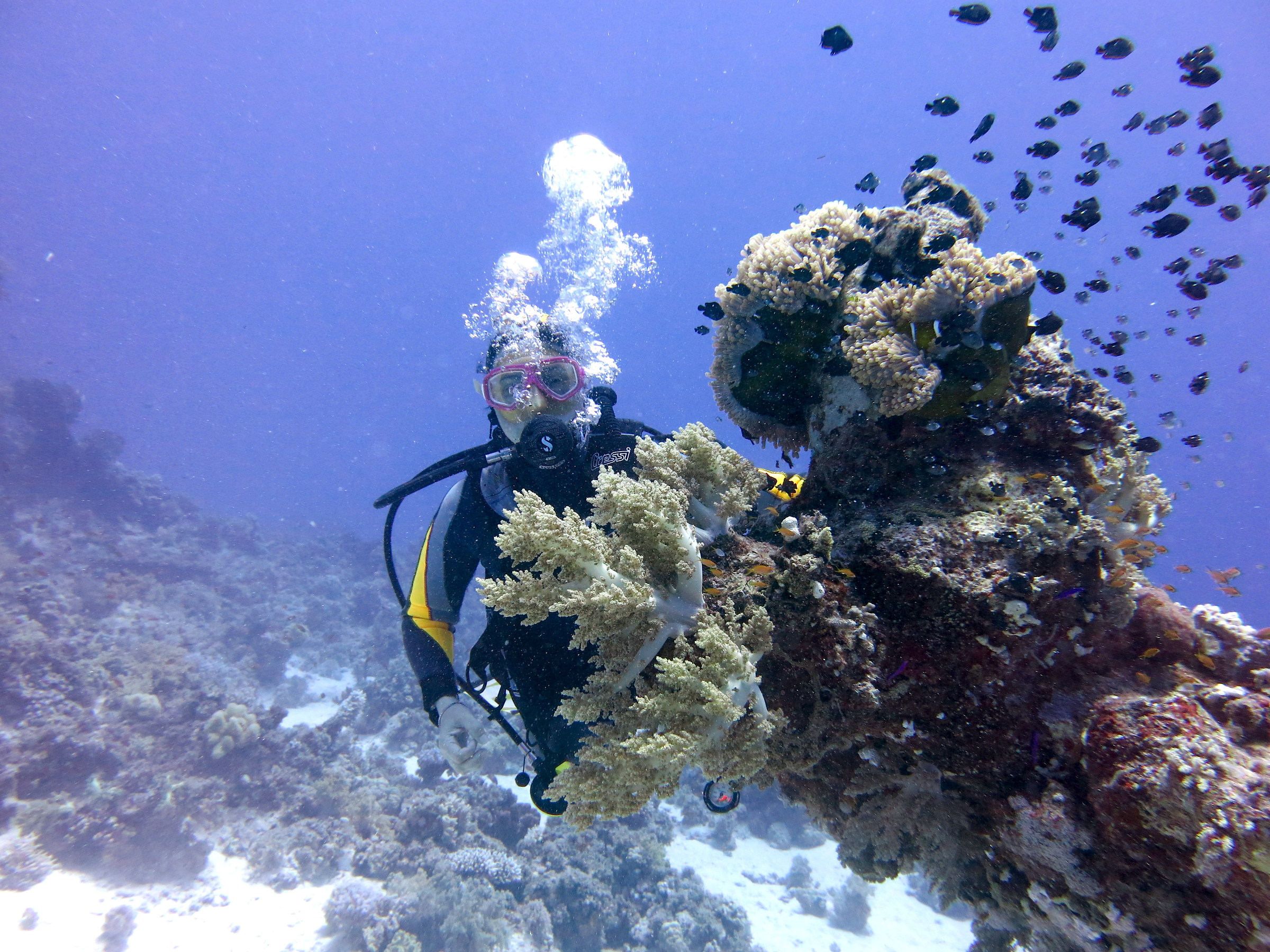 A spasso tra i coralli.