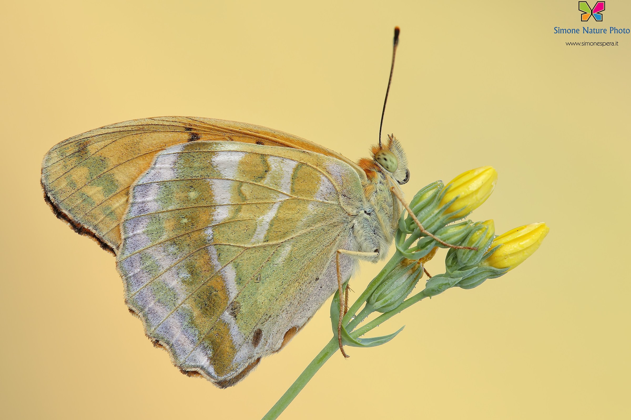 Argynnis paphia....