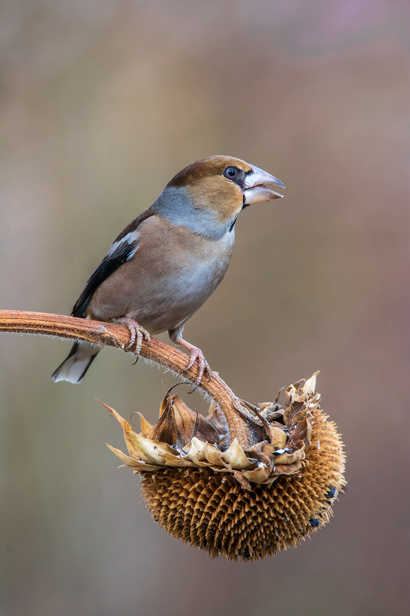 Grosbeak