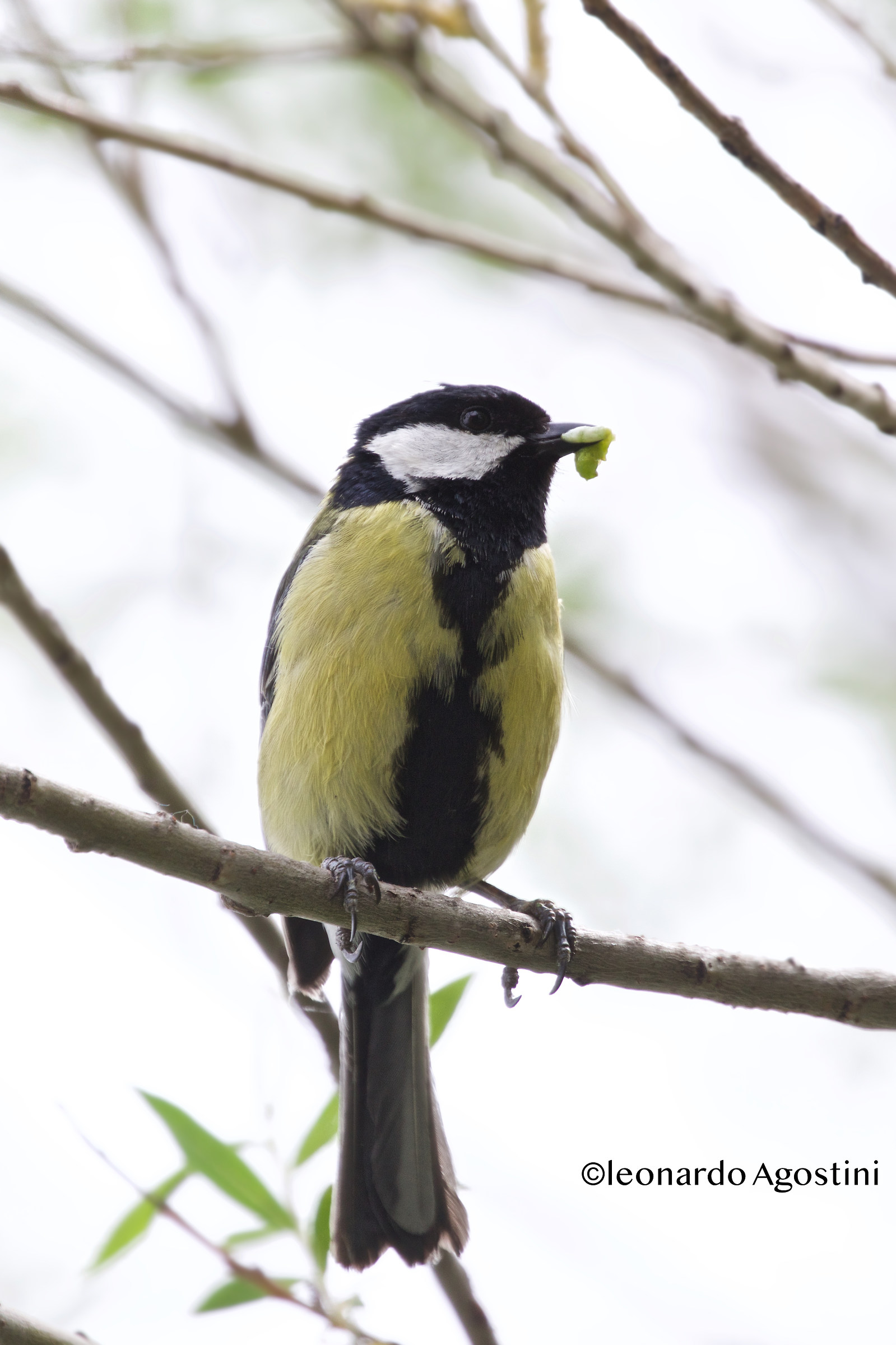 Spuntino pomeridiano....