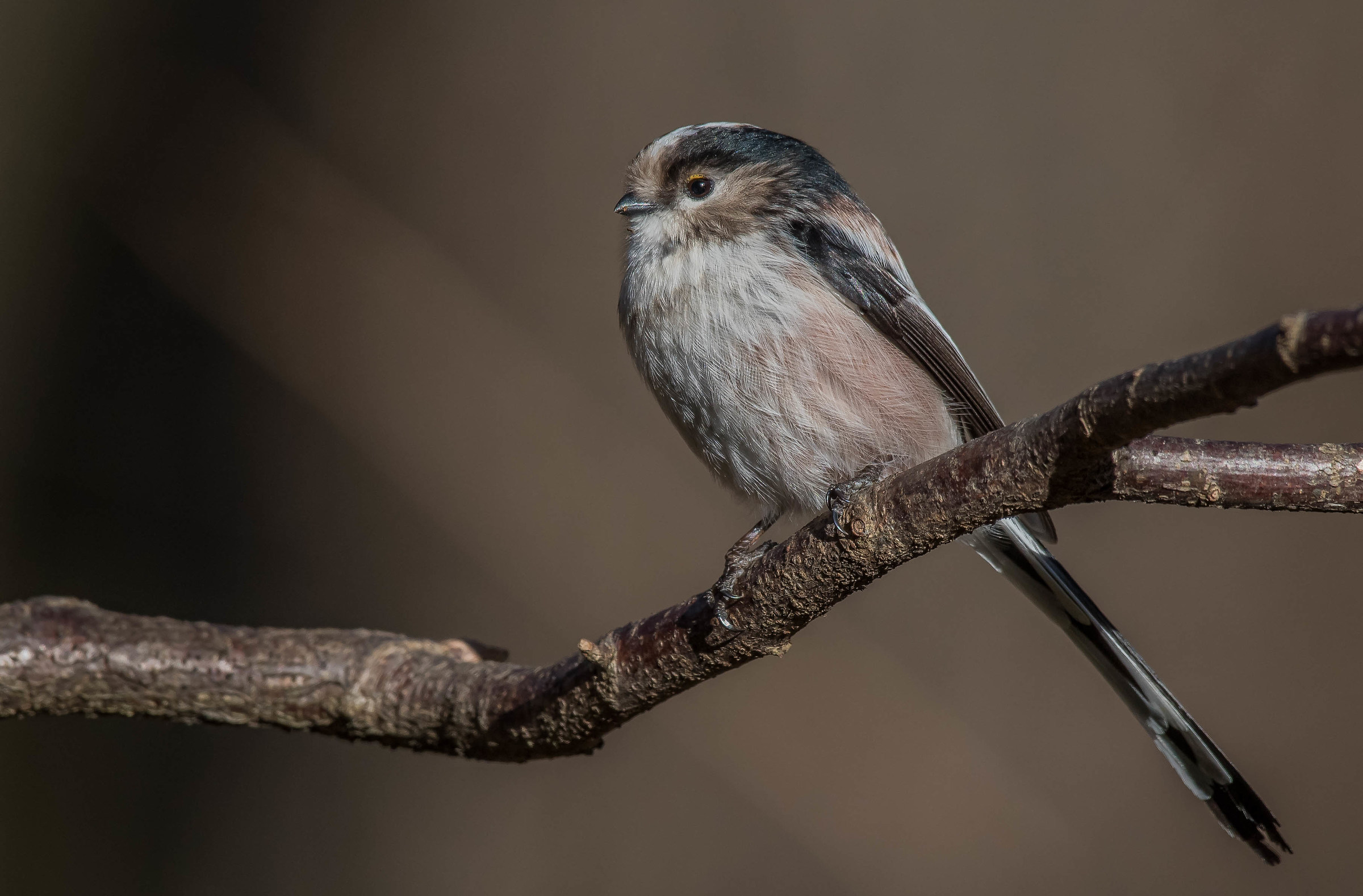 Codlòng (codibugnolo)