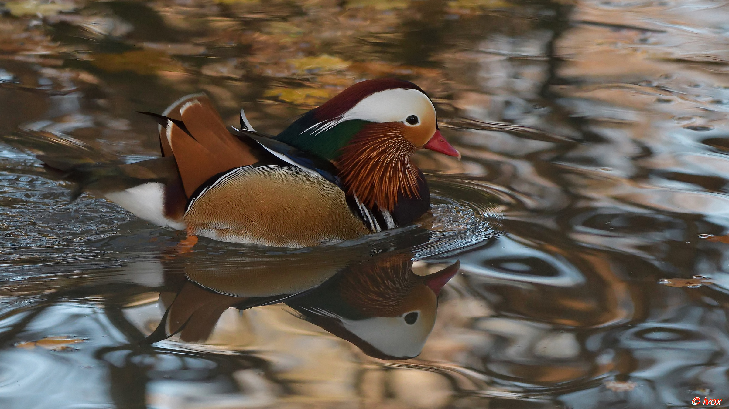 tangerine in the mirror