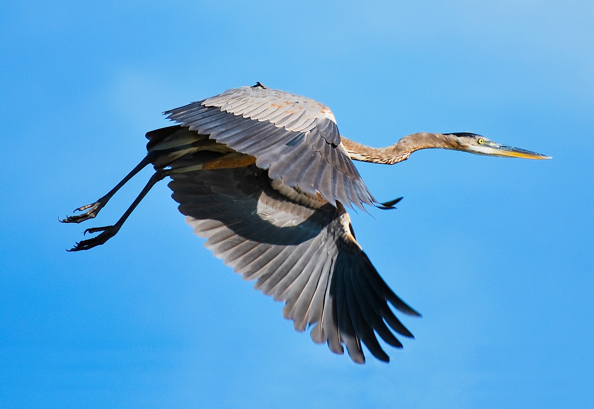 Airone Cinerino - Messico