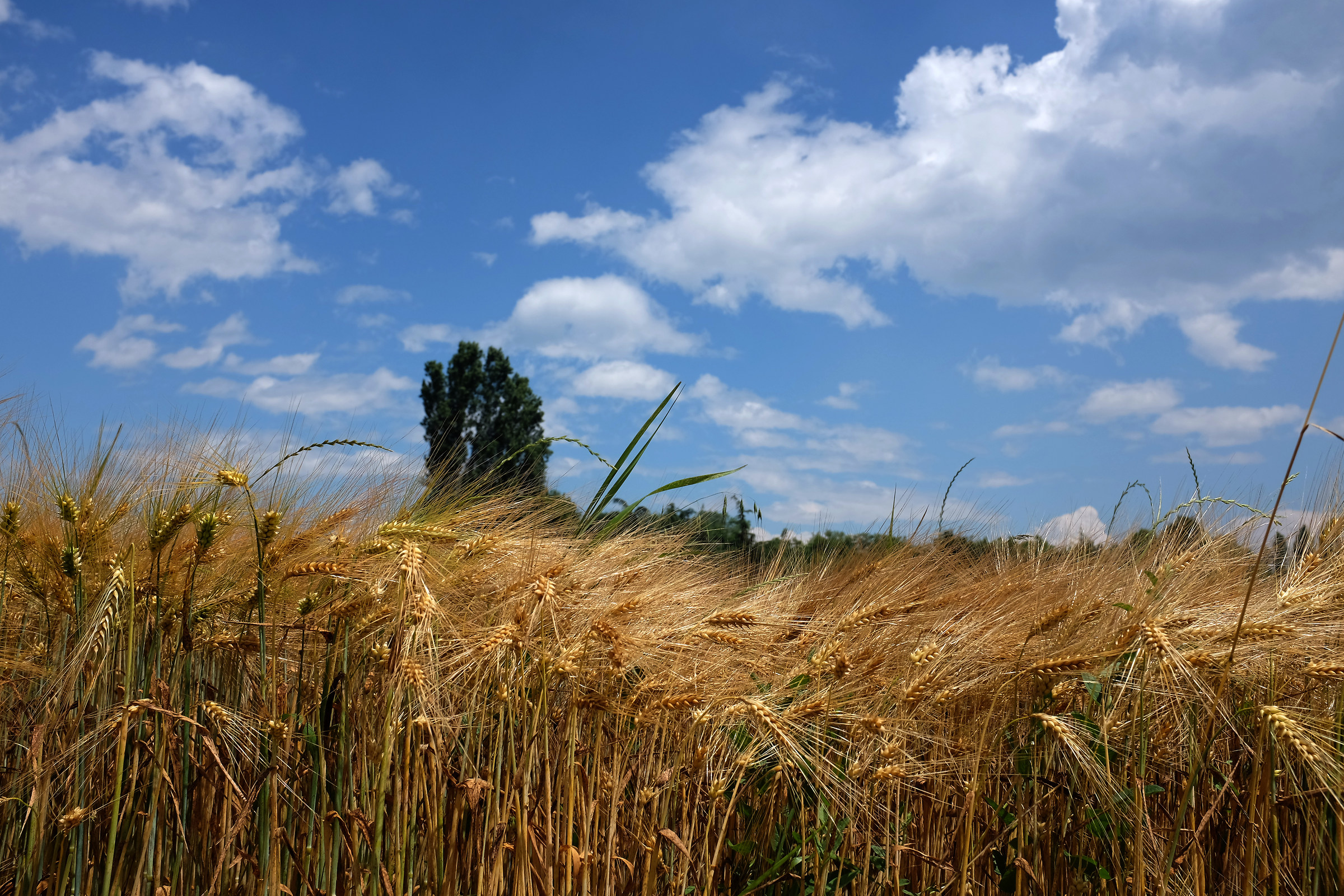 le messi biondeggiano