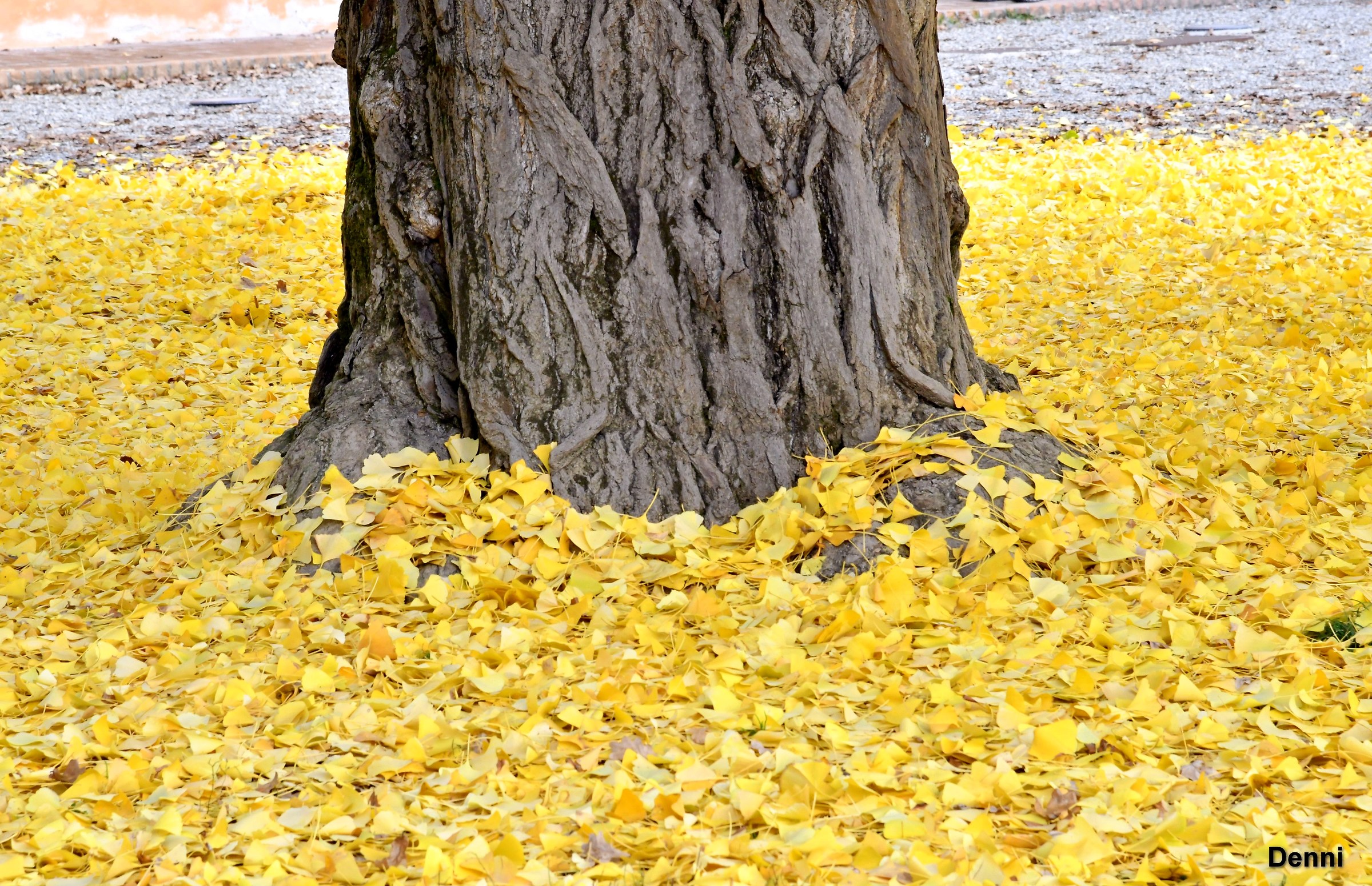 foot of the first ginkgo
