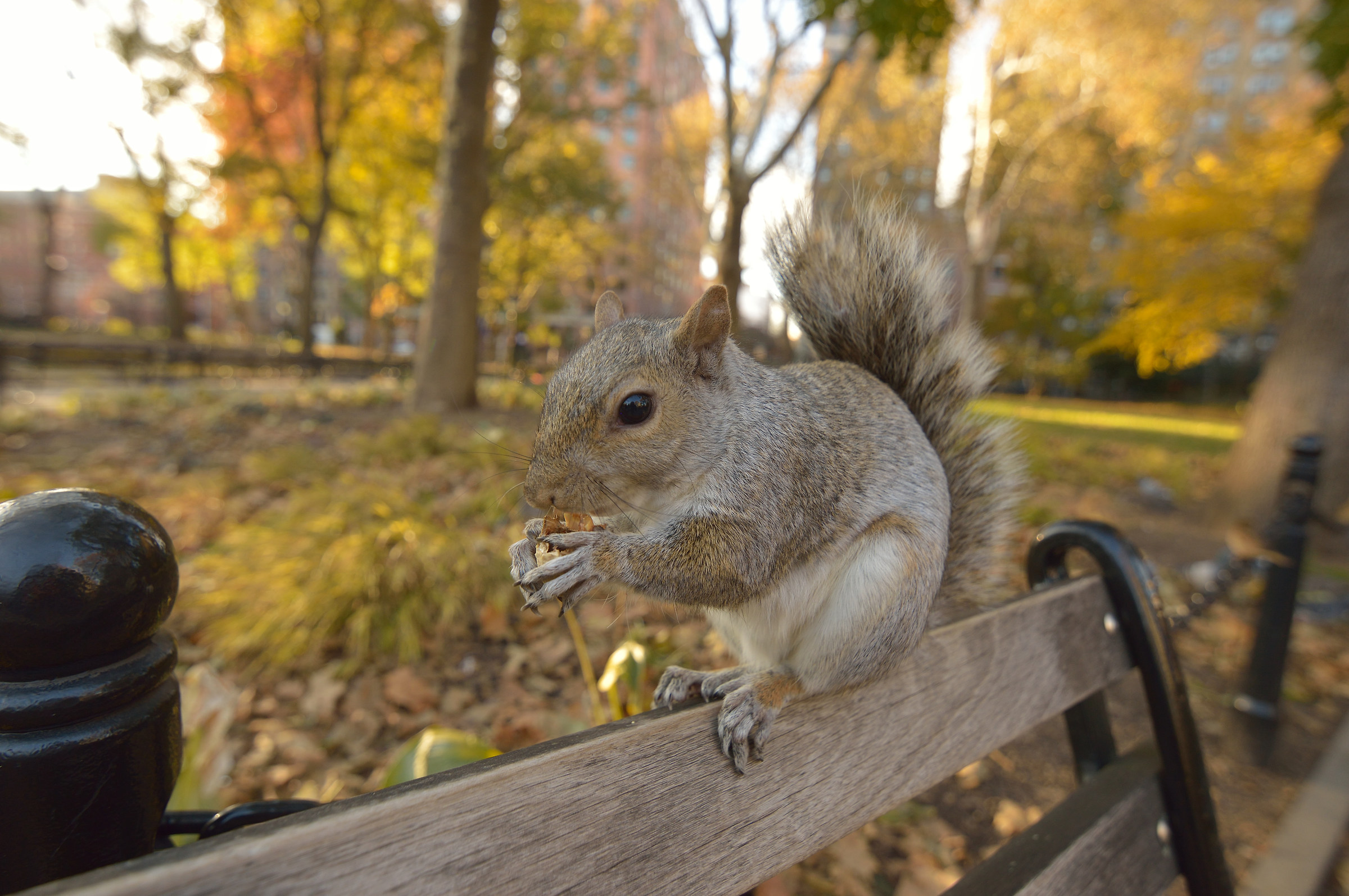the squirrel of Washington Square Park
