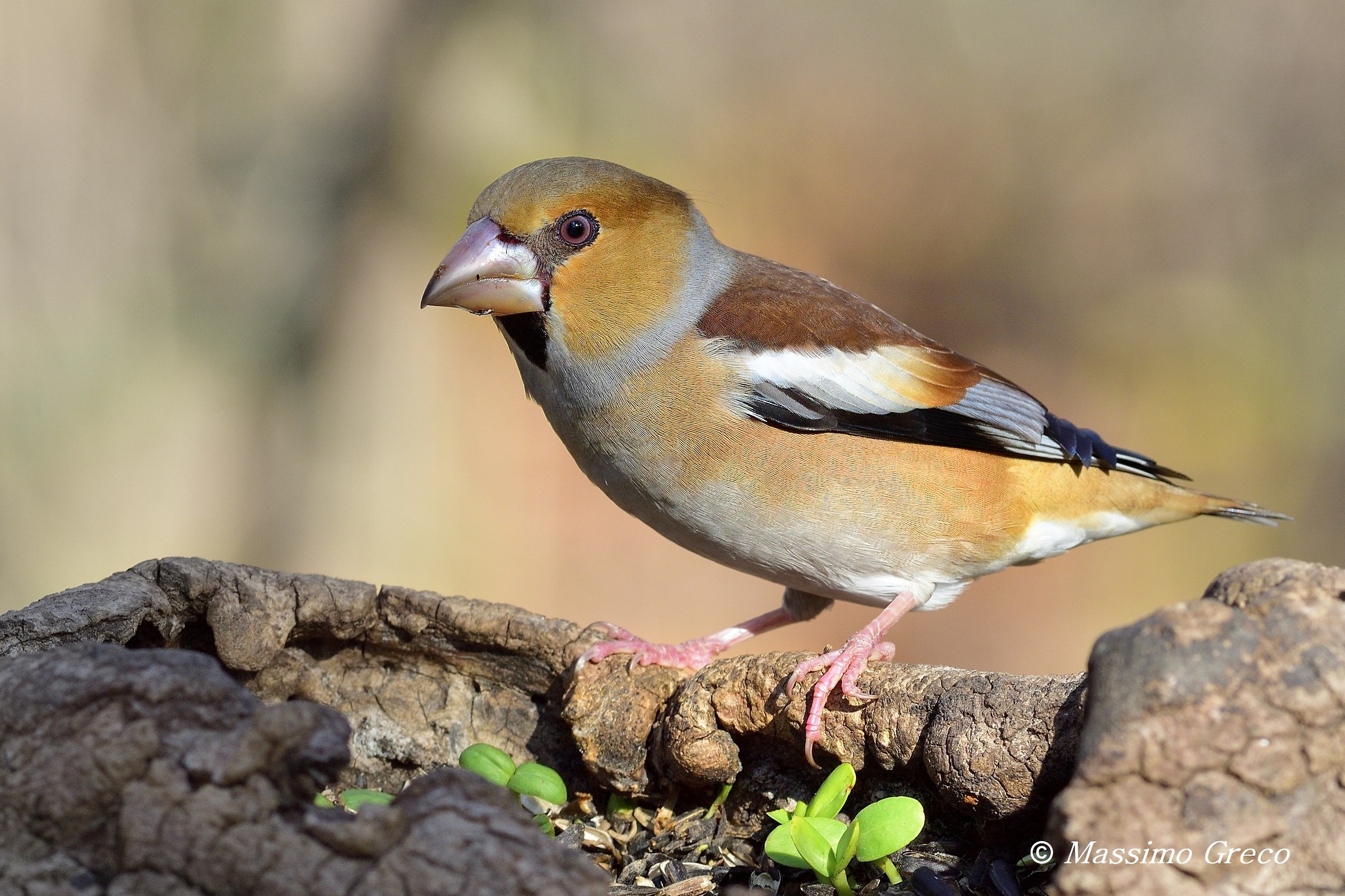 Frost (Coccothraustes coccothraustes)