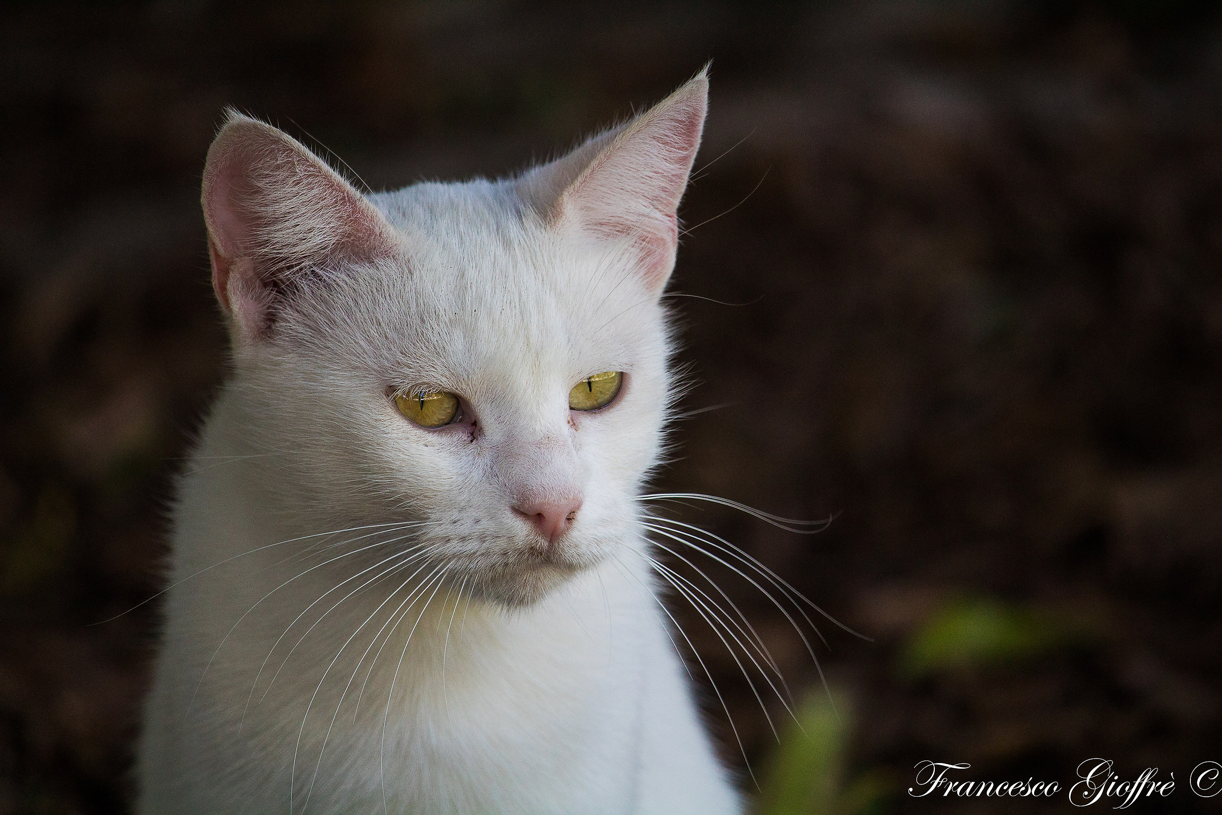 Candide like a white kitten