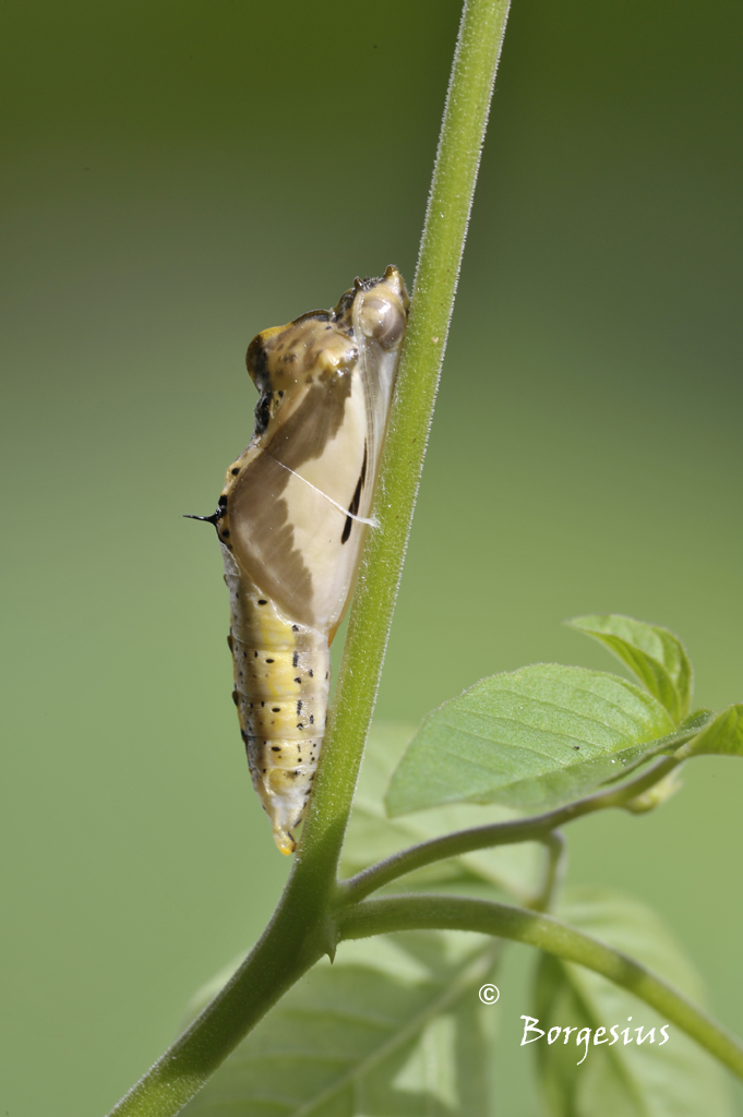 In attesa di emergere 2