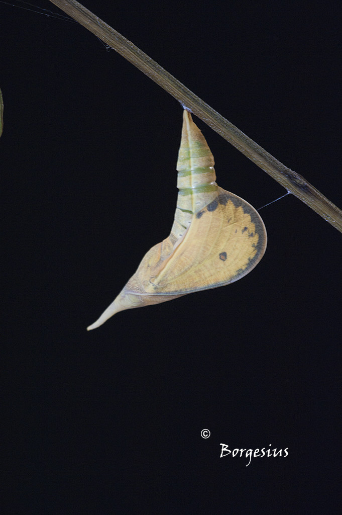 In attesa di emergere