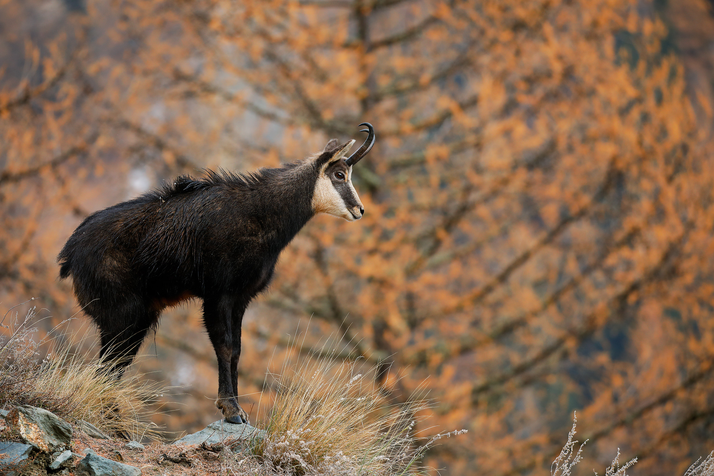Chamois in the larch