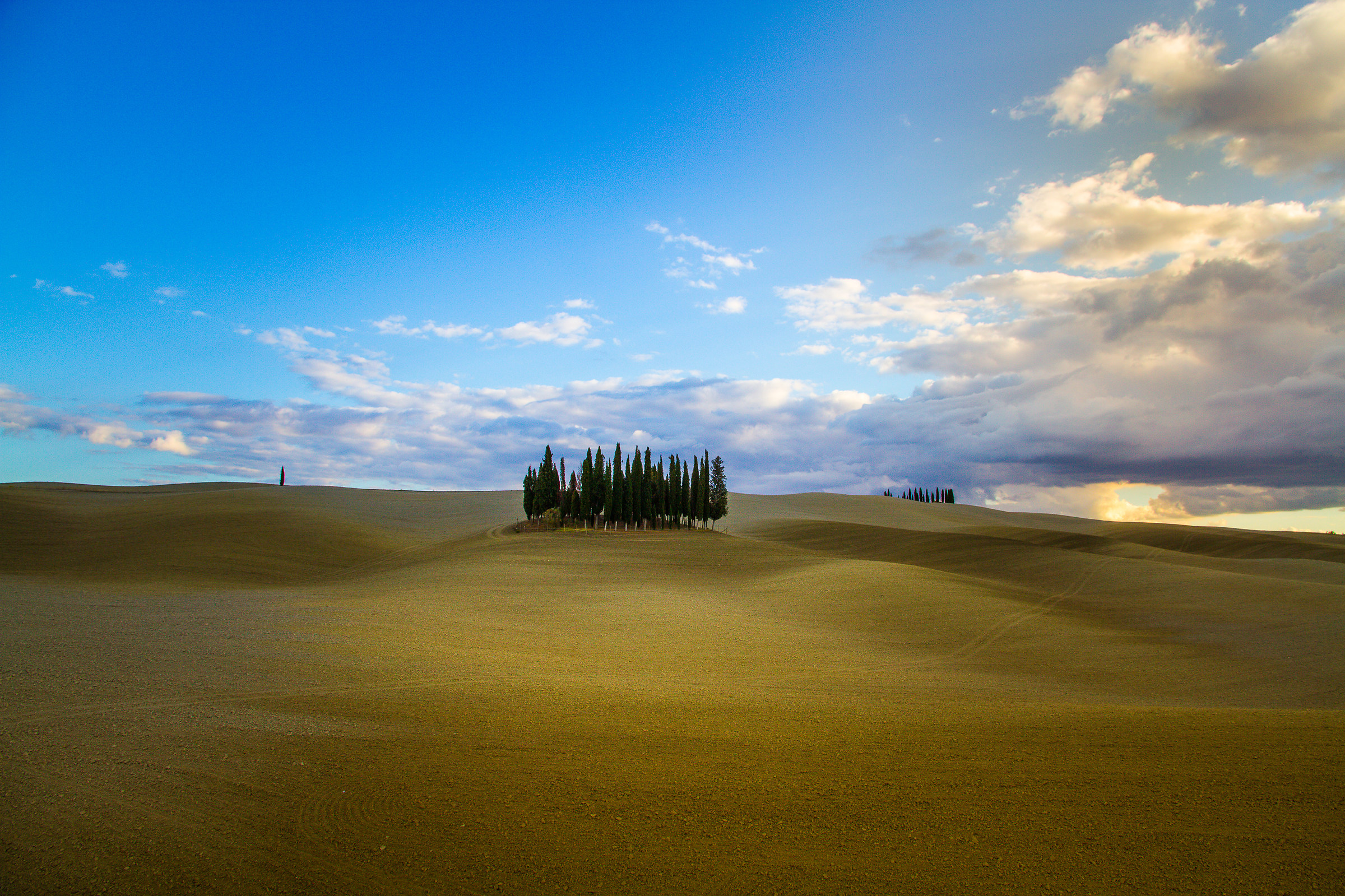 Cypress Val d'Orcia