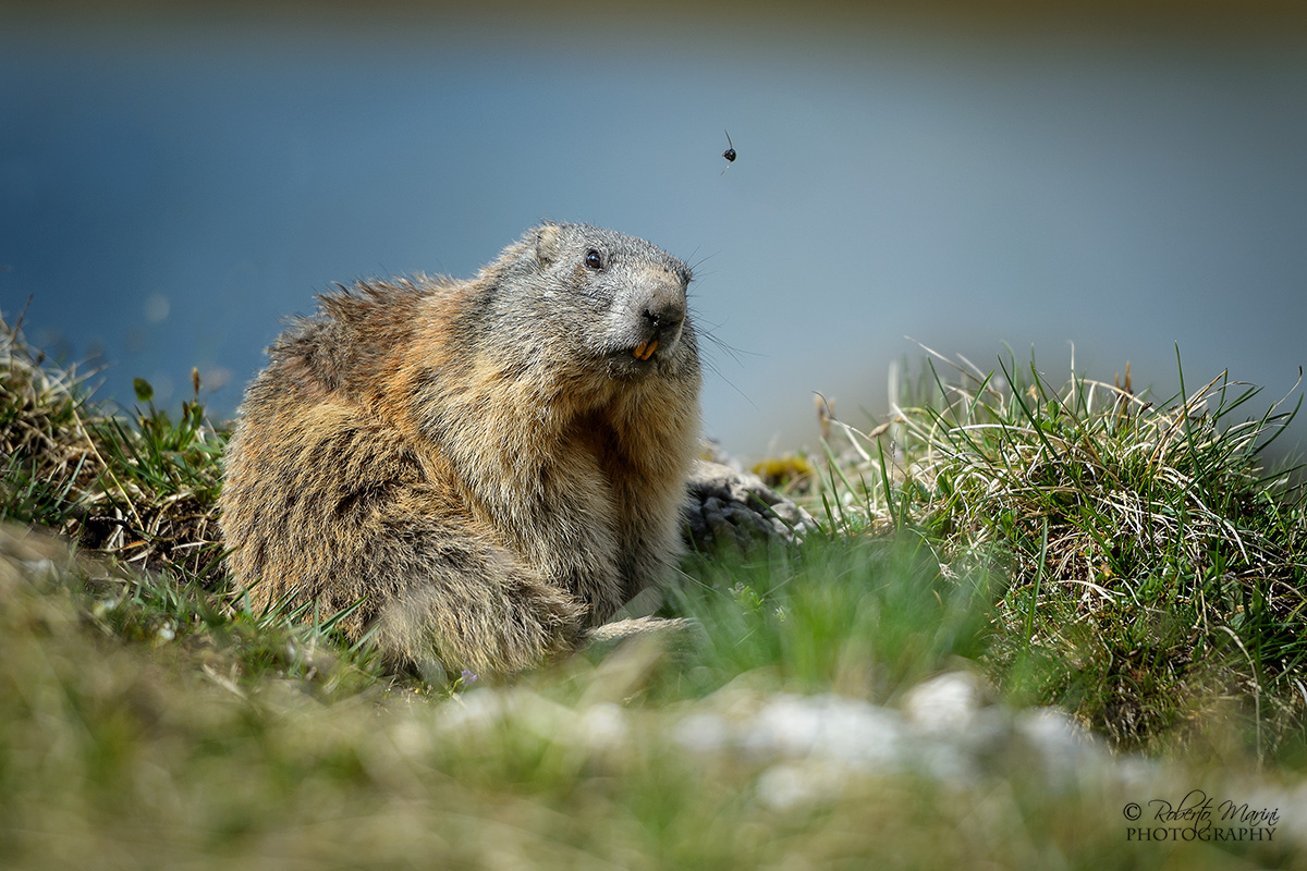 a strange noise .... hum